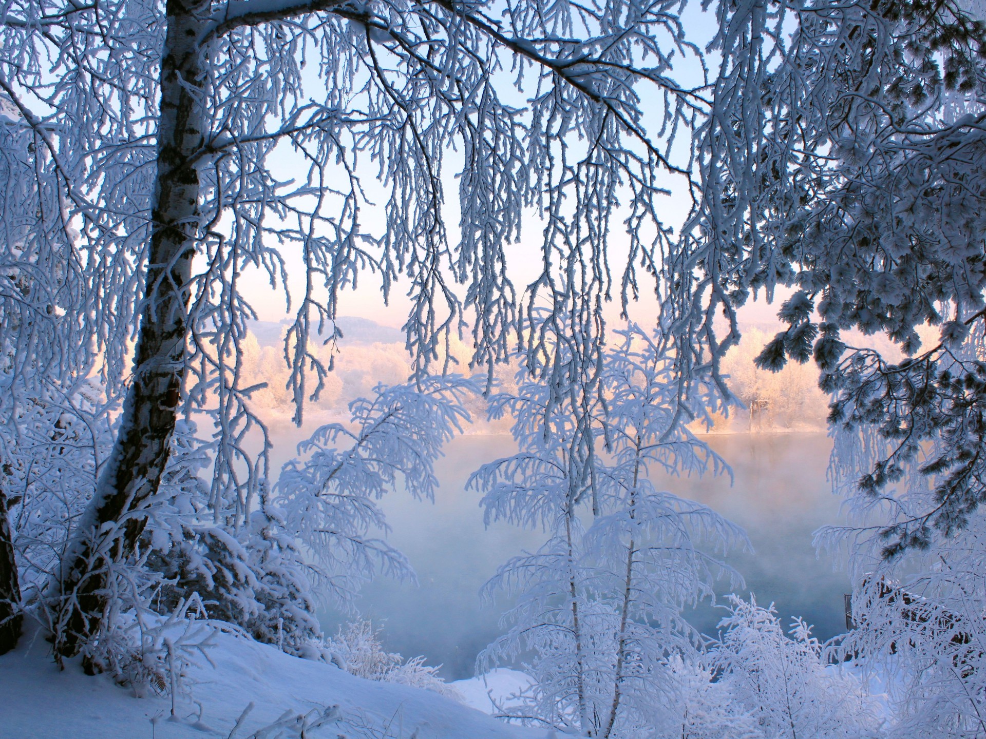 Trees Covered With Snow - HD Wallpaper 