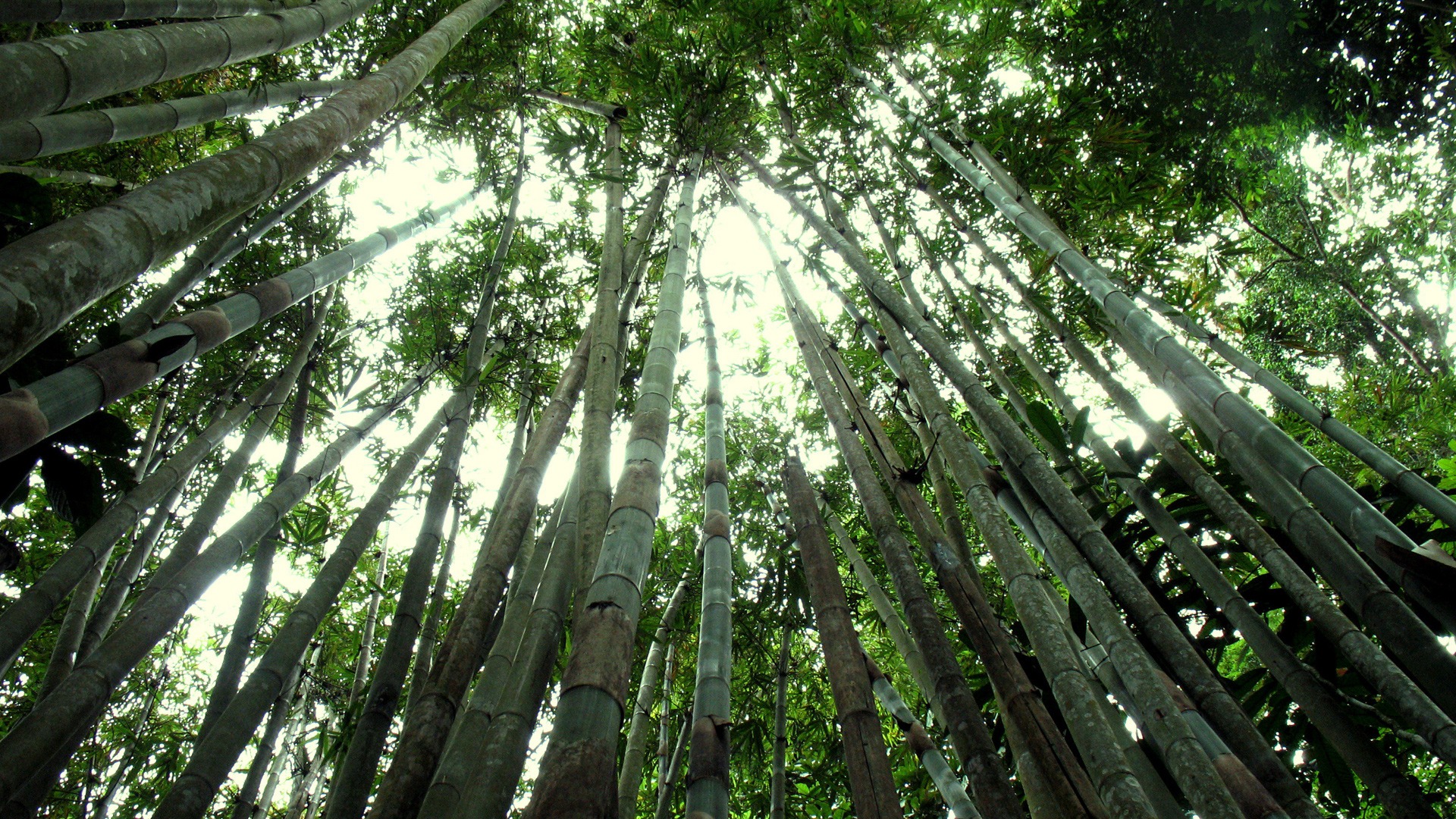 Bamboo Forest - HD Wallpaper 