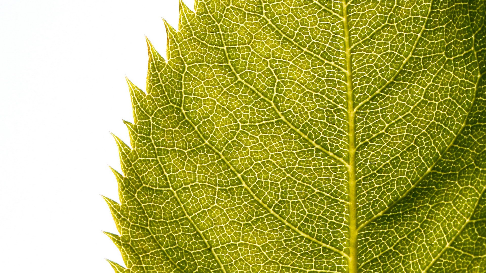 Leaf Images Hd With White Background - HD Wallpaper 