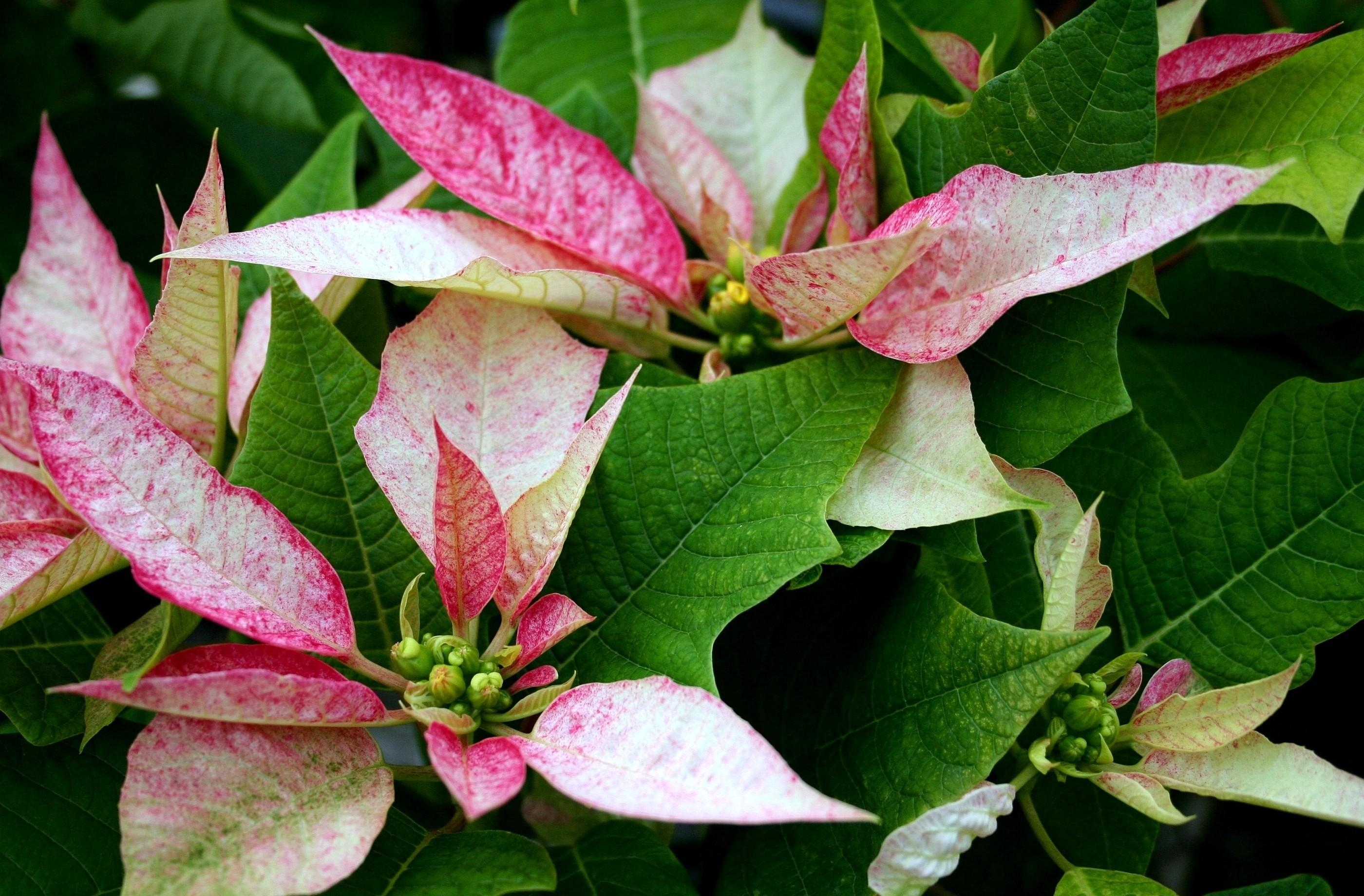 Wallpaper Poinsettia, Flower, Pink, Leaves - Stelle Di Natale Rosa - HD Wallpaper 