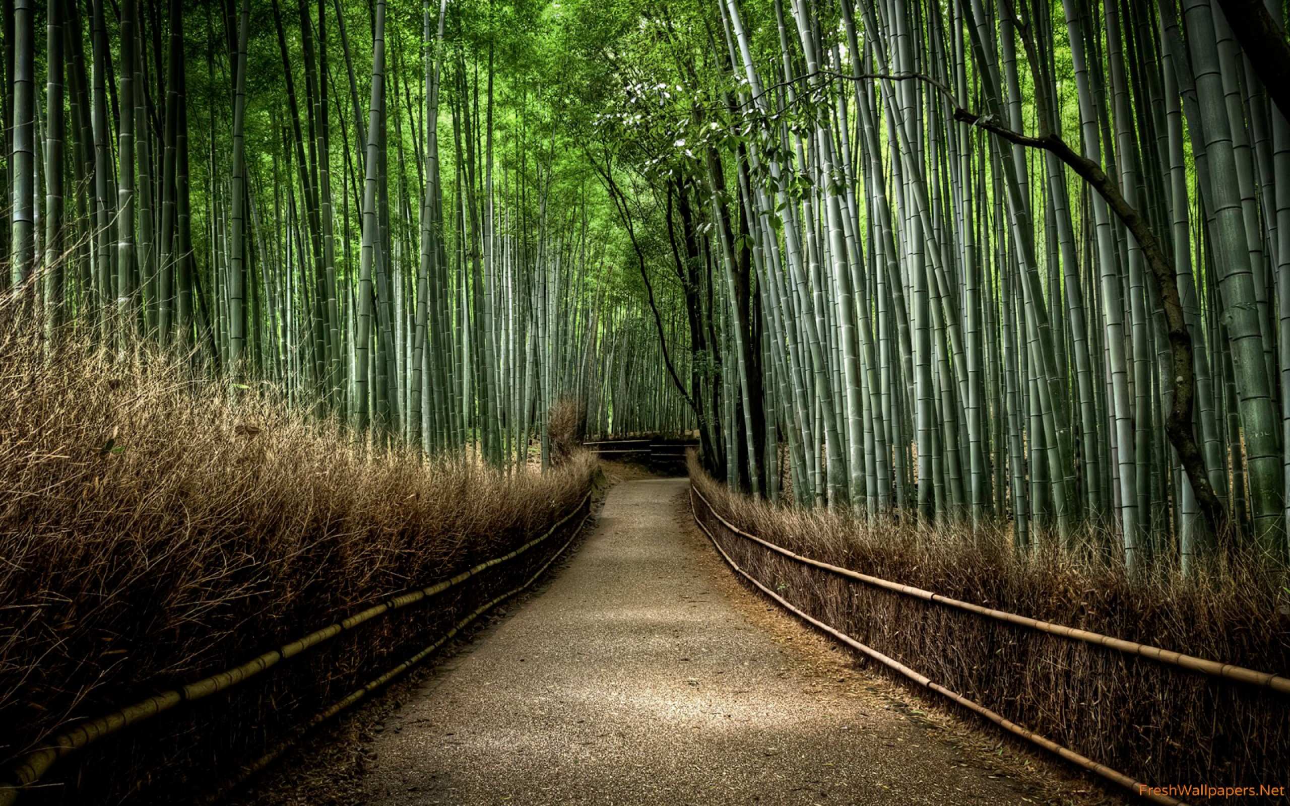 Japanese Bamboo Forest - HD Wallpaper 