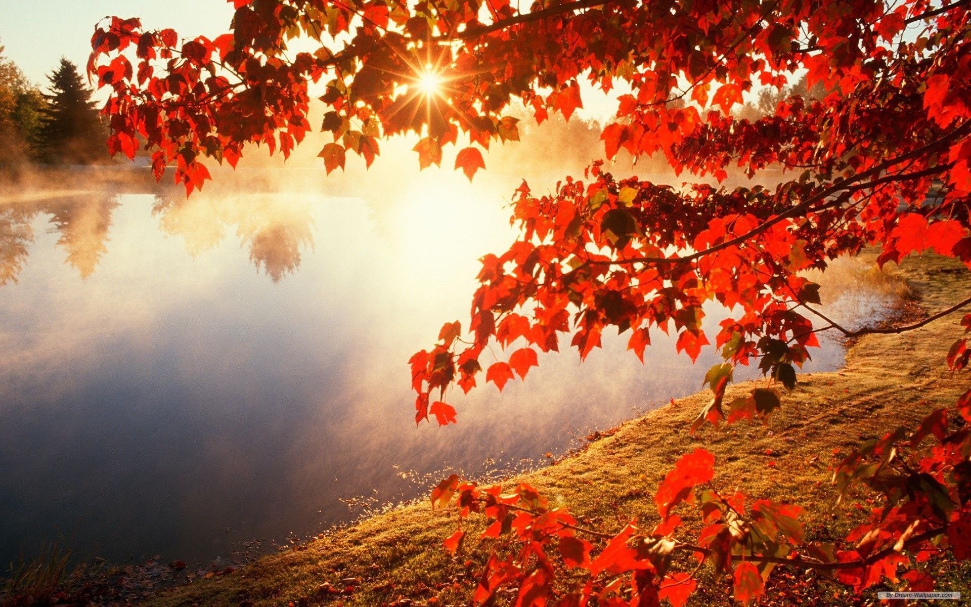 Free Nature Wallpaper - High Resolution Fall Background - HD Wallpaper 