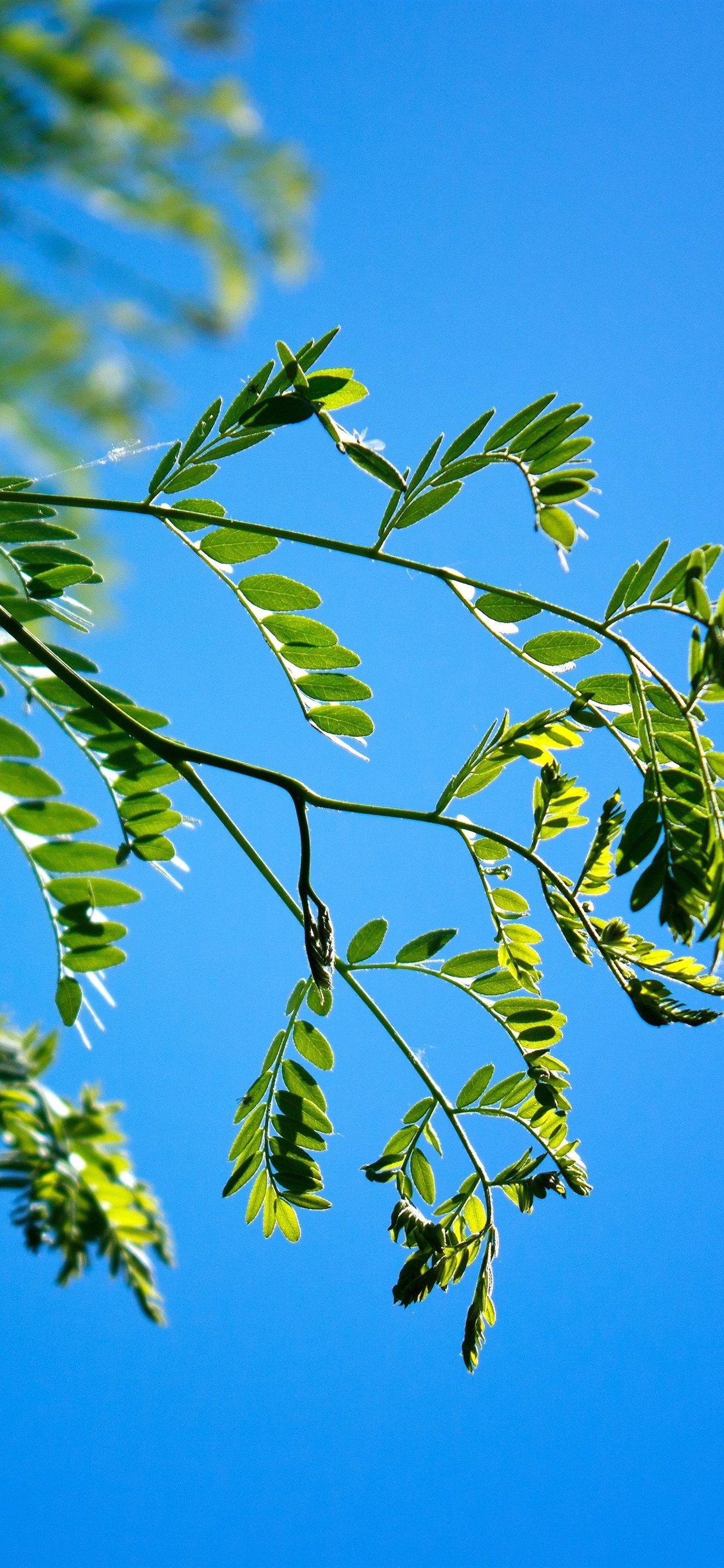 Iphone Wallpaper Twigs, Green Leaves, Blue Sky - Wallpaper - HD Wallpaper 
