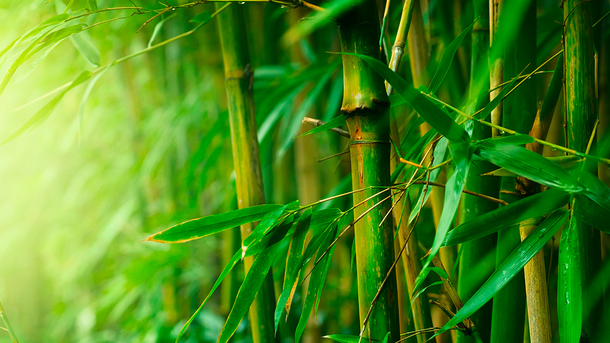 Nice Wallpapers Bamboo 1200x675px - Bamboo Tree - HD Wallpaper 