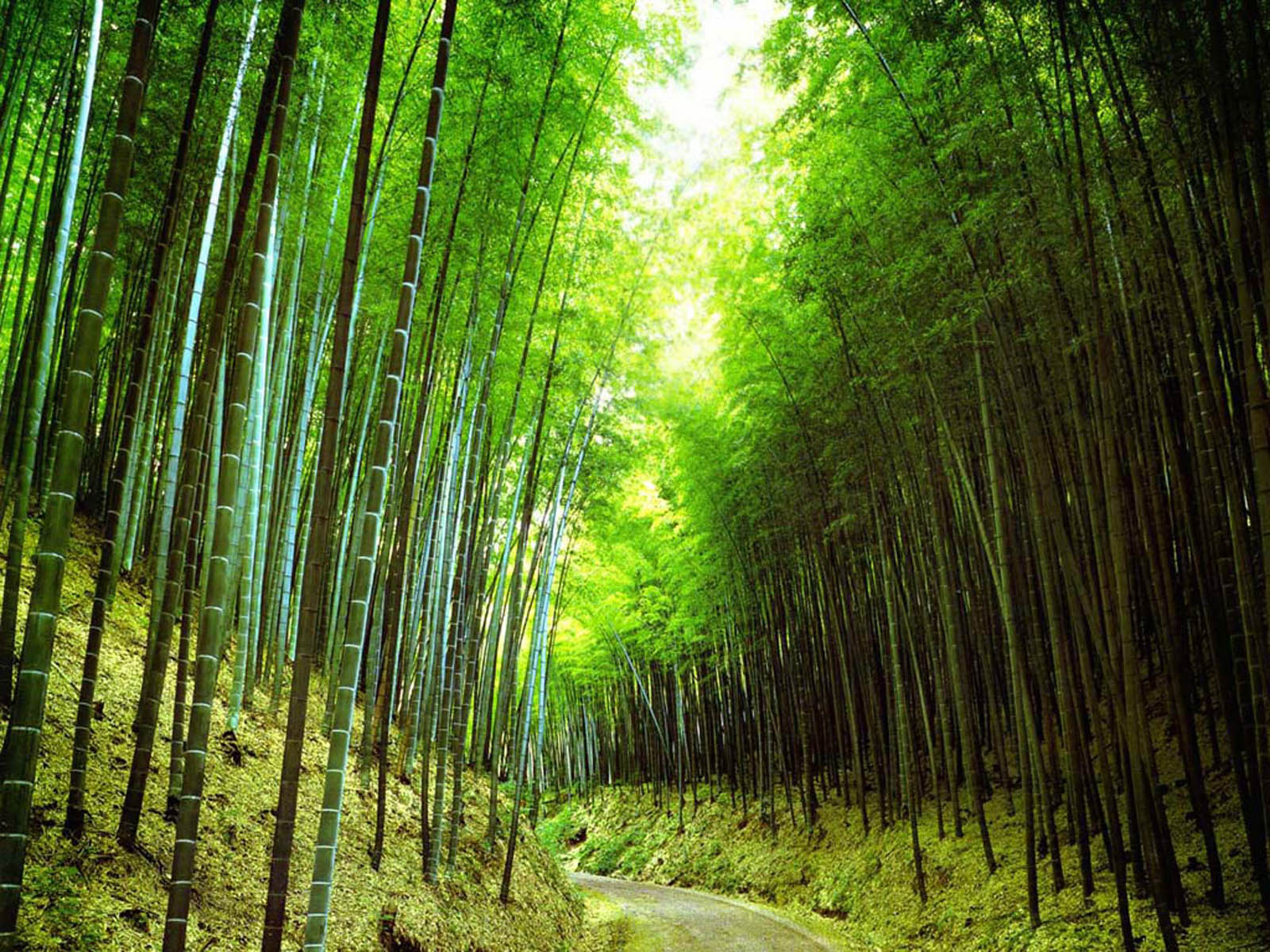 Background Bamboo Forest 3d - HD Wallpaper 