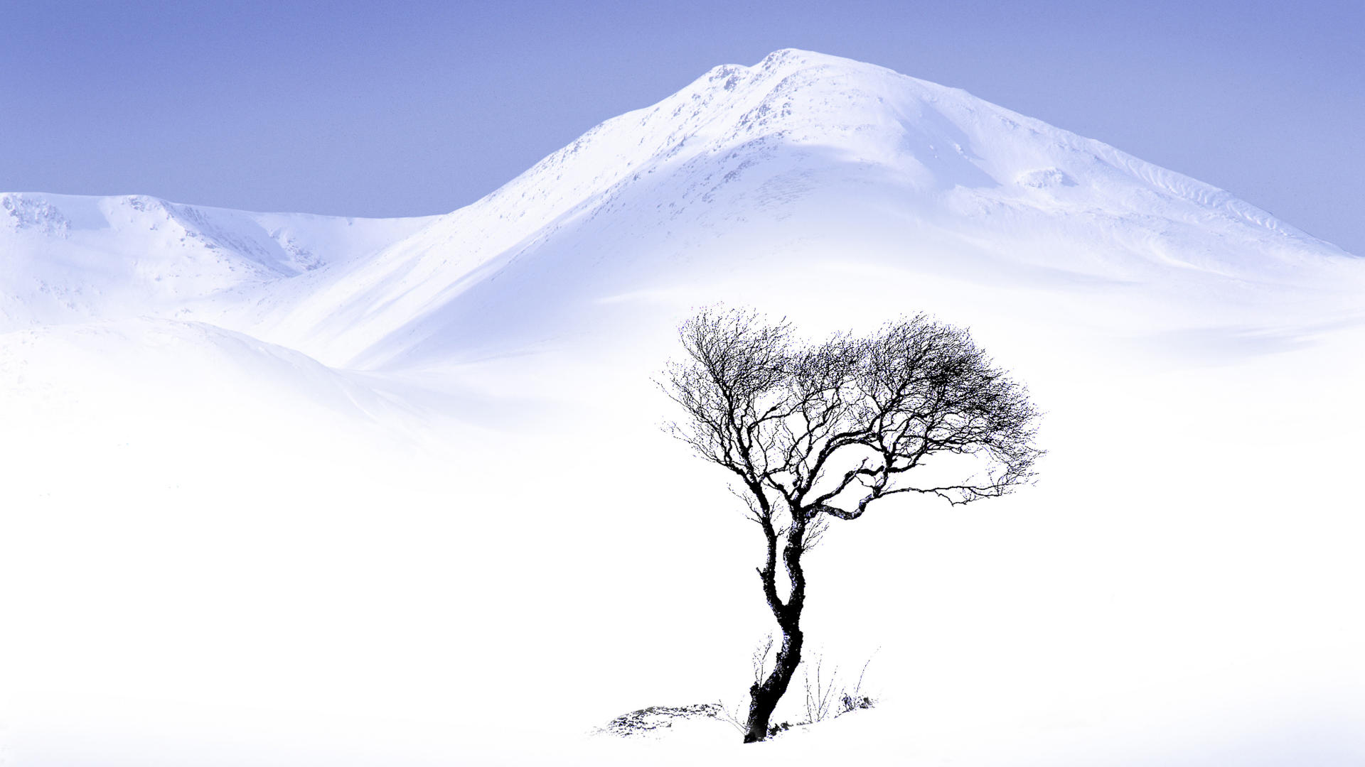 Winter Tree - Cold Landscape Hd - HD Wallpaper 