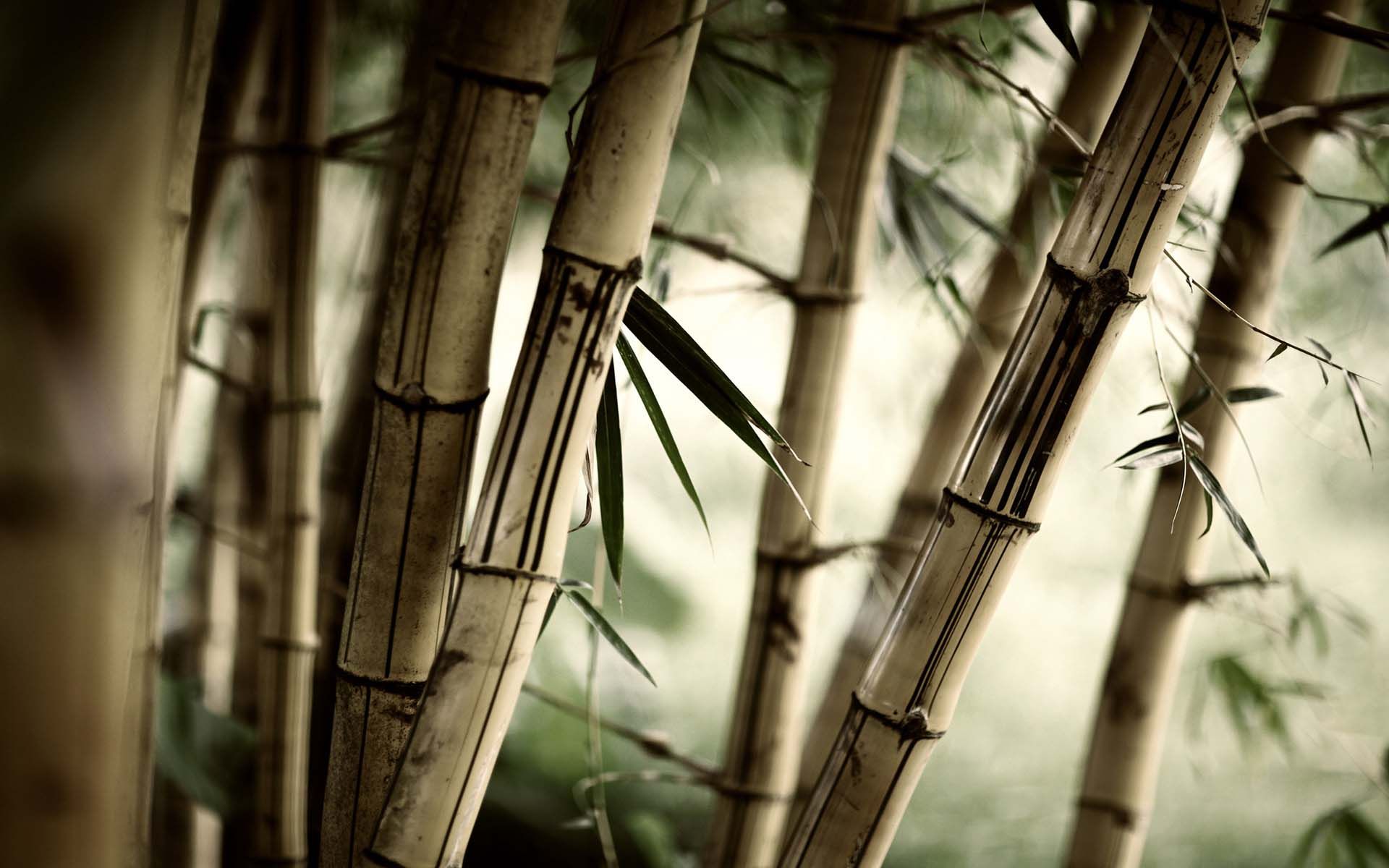 Bamboo Tree Closeup Wallpaper - Old Bamboo - HD Wallpaper 