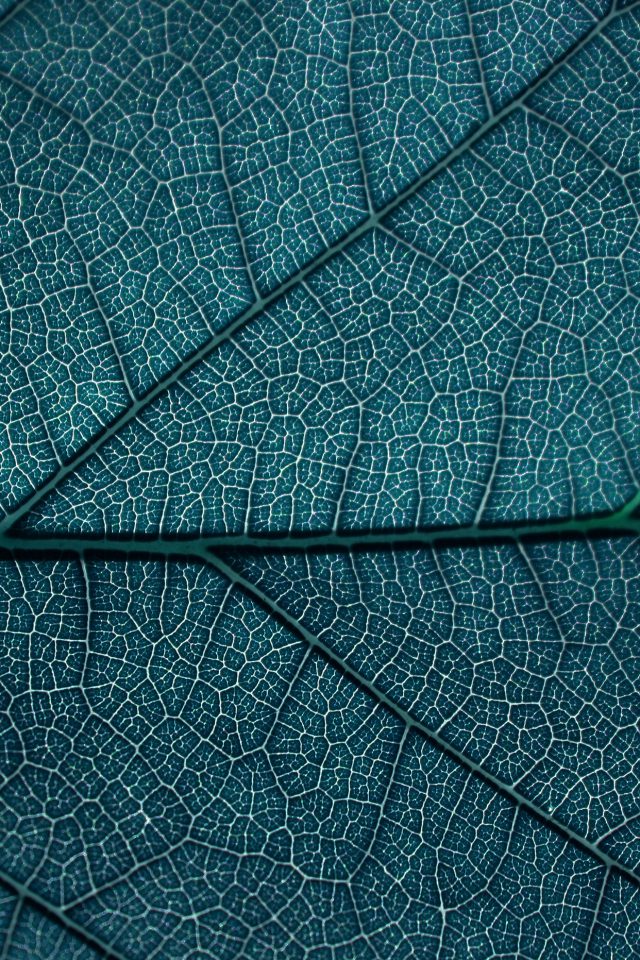 Leaf Blue Dark Nature Texture Pattern Iphone Wallpaper - Best Phone Wallpapers Texture - HD Wallpaper 