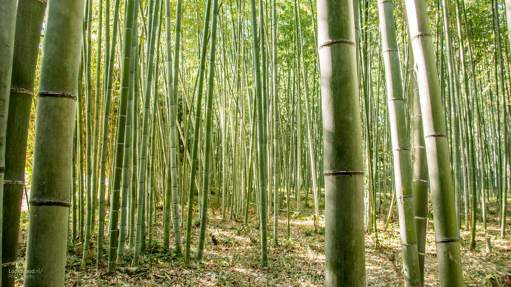Bamboo - HD Wallpaper 