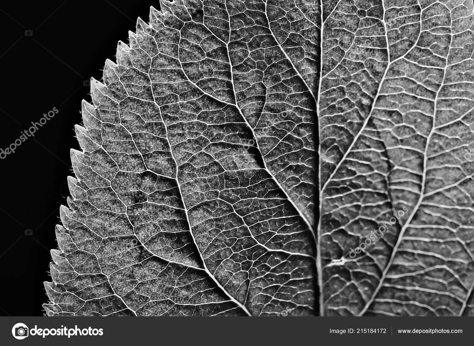 Texture In Nature Black And White - HD Wallpaper 