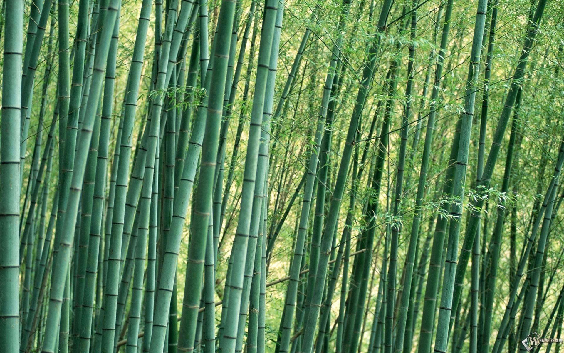 Bamboo Forest - HD Wallpaper 