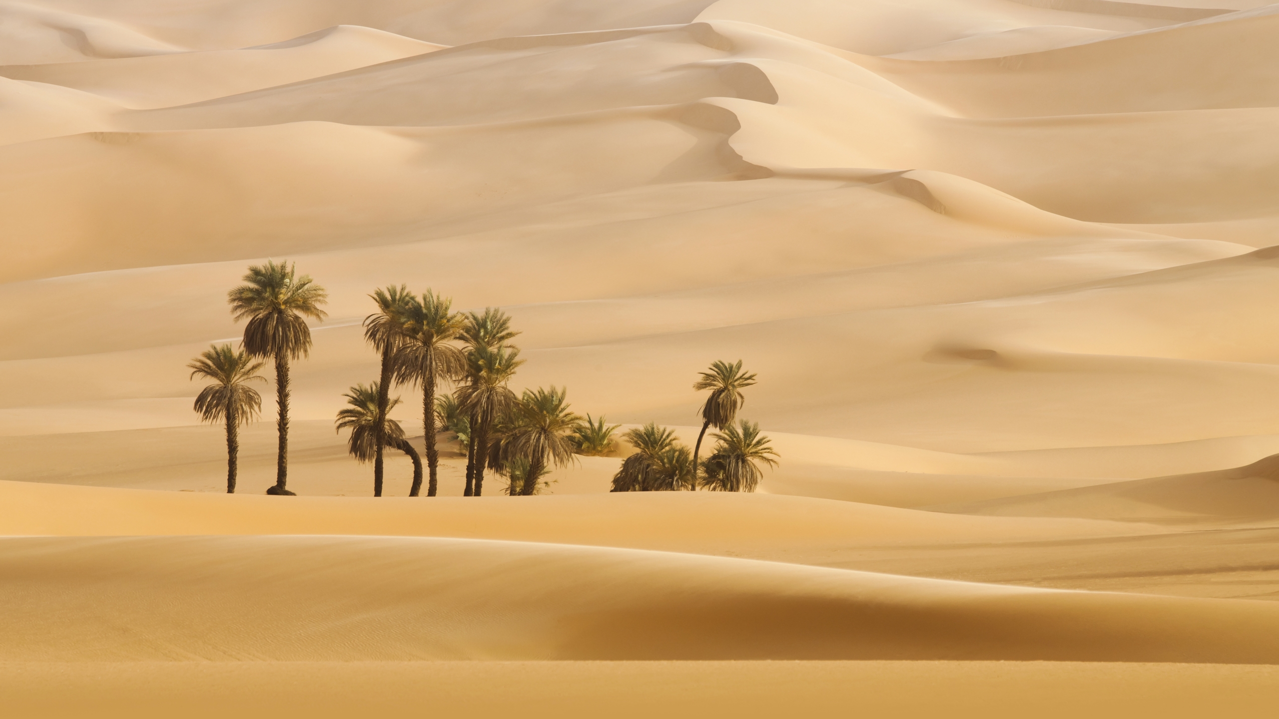 Palm Trees In Dubai Desert - 2560x1440 Wallpaper 