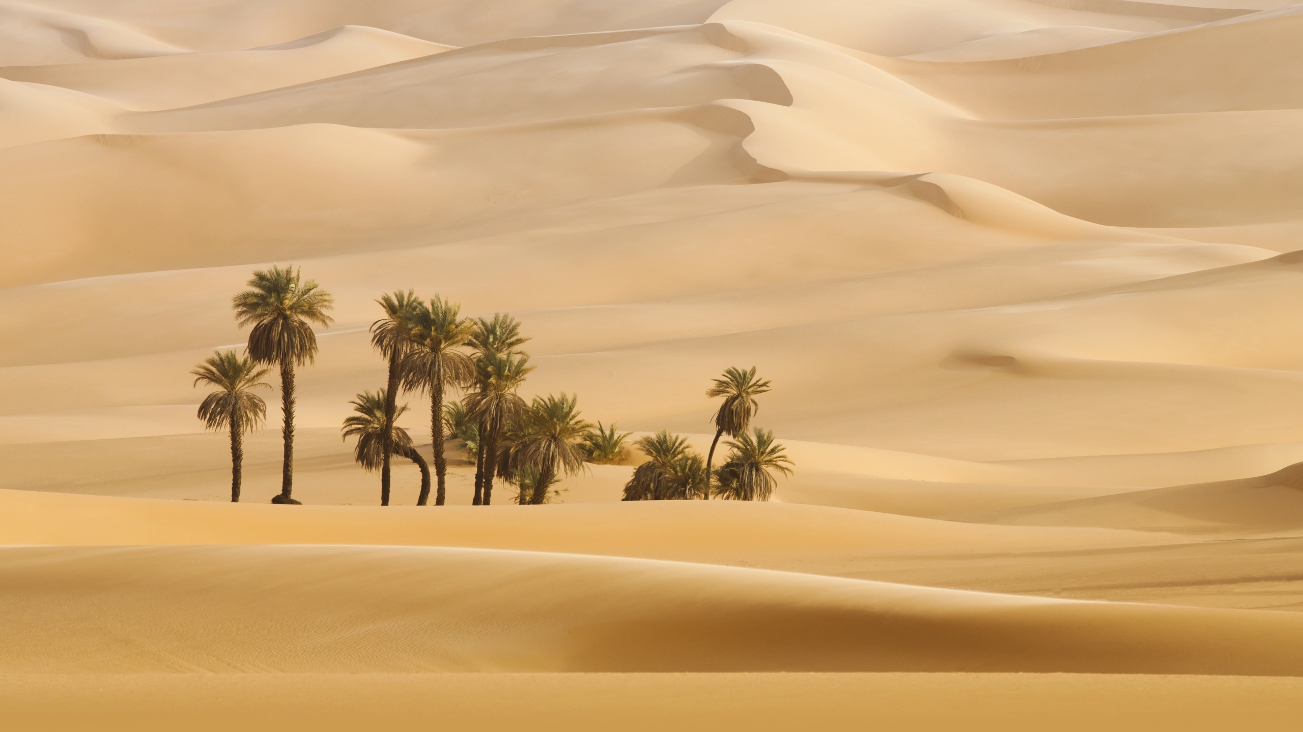 Palm Trees In Dubai Desert - 2560x1440 Wallpaper Palm Trees In Dubai Desert - 2560x1440 Wallpaper