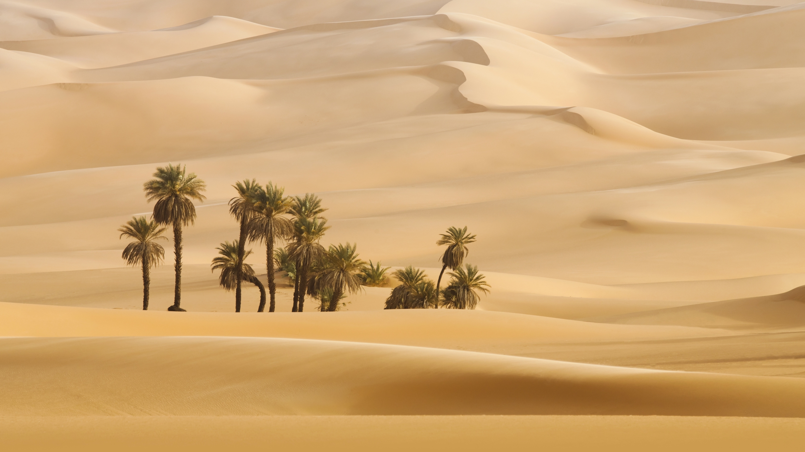 Palm Trees In Dubai Desert - HD Wallpaper 