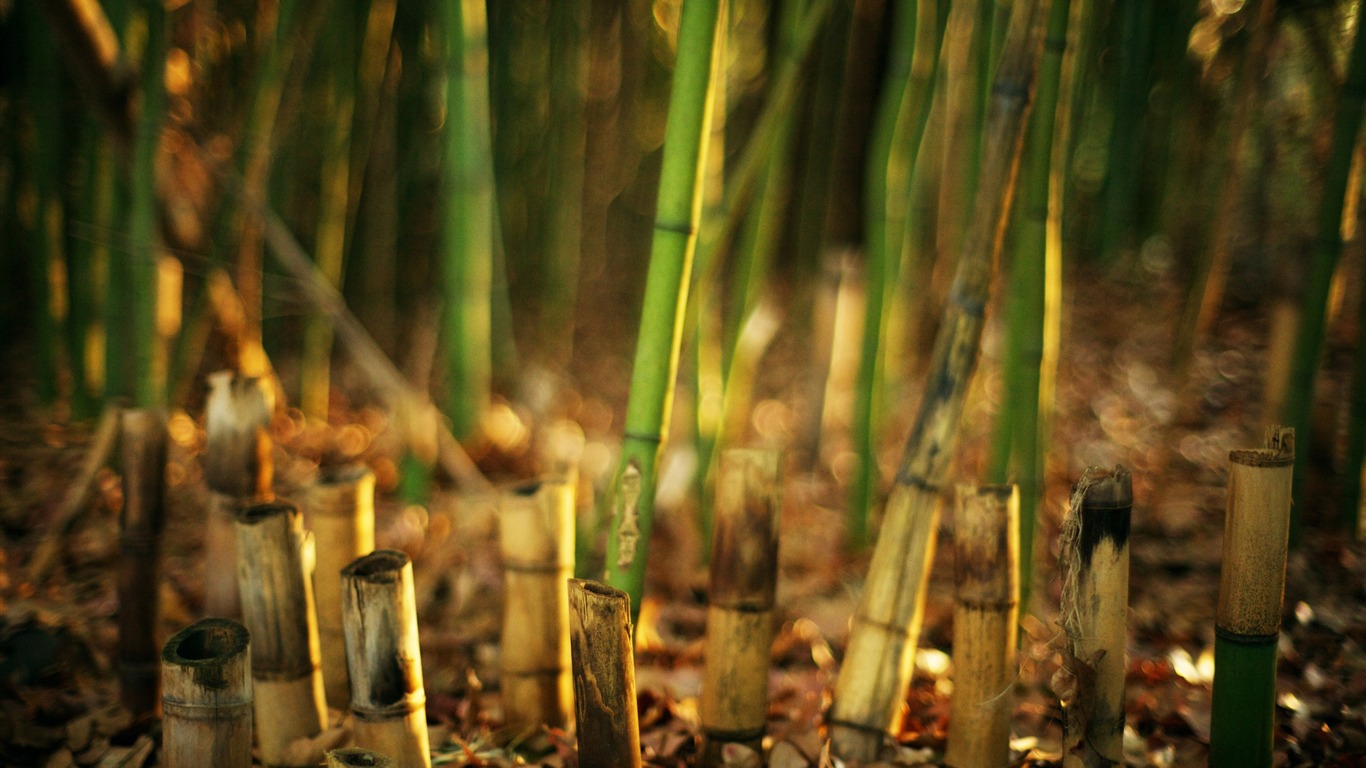 Green Bamboo-plants Hd Wallpaper2015 - Nature Blur Wallpaper Iphone 7 - HD Wallpaper 