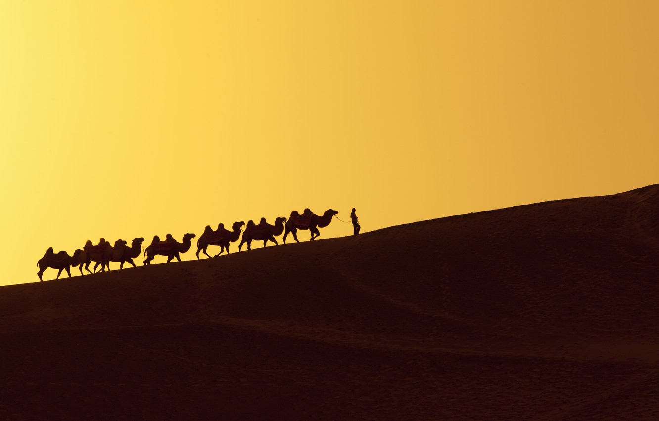 Photo Wallpaper Desert, Dune, Person, Camels - Free Silk Road - HD Wallpaper 