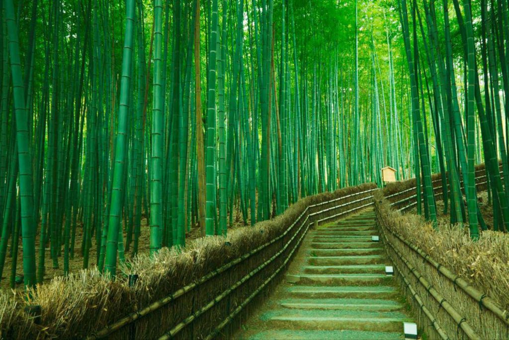 Arashiyama Bamboo Forest Facts - HD Wallpaper 