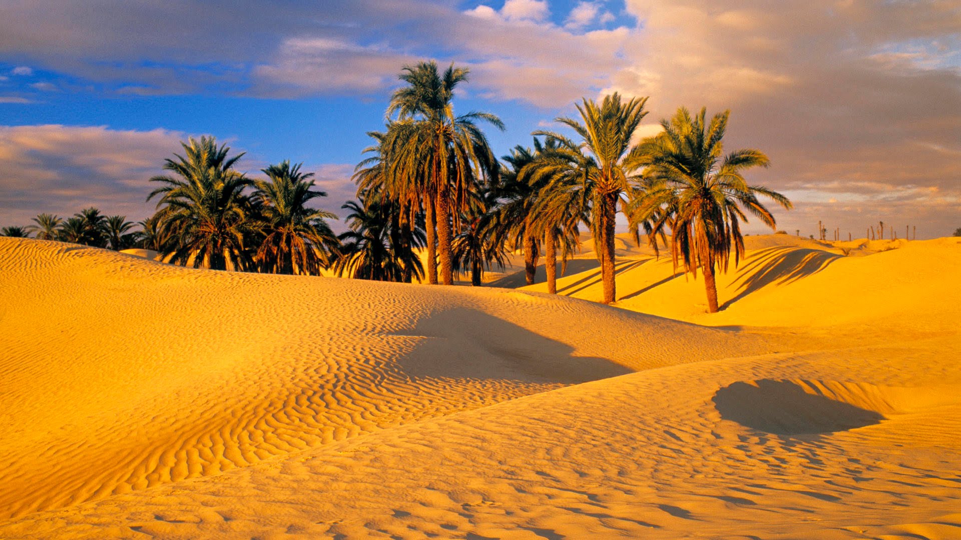 Desert Palm Tree Sand Dune Wallpaper - 1080p Desert Background Hd - HD Wallpaper 