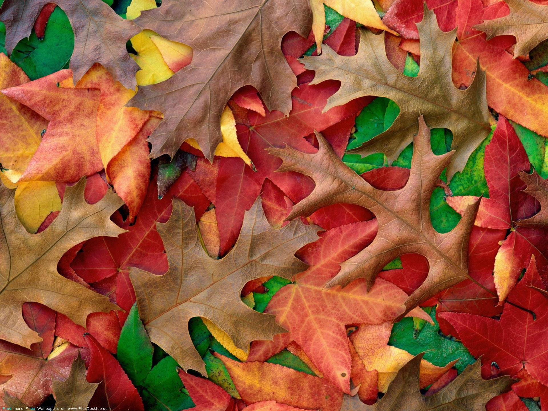 Hd Leaves High Quality Wallpaper - September Background - HD Wallpaper 