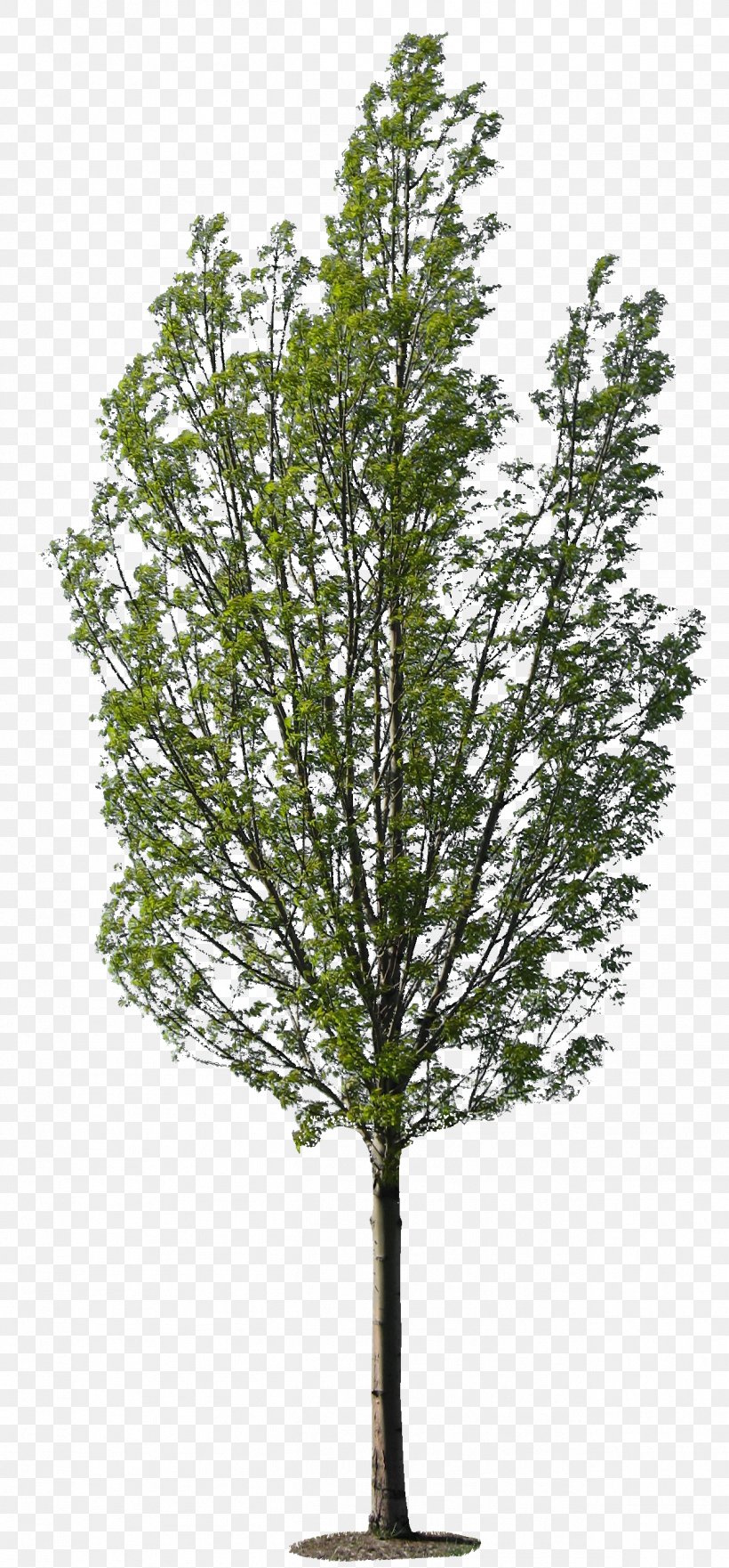 Tree Bamboo Desktop Wallpaper Clip Art, Png, 1264x2716px, - Tree Texture - HD Wallpaper 