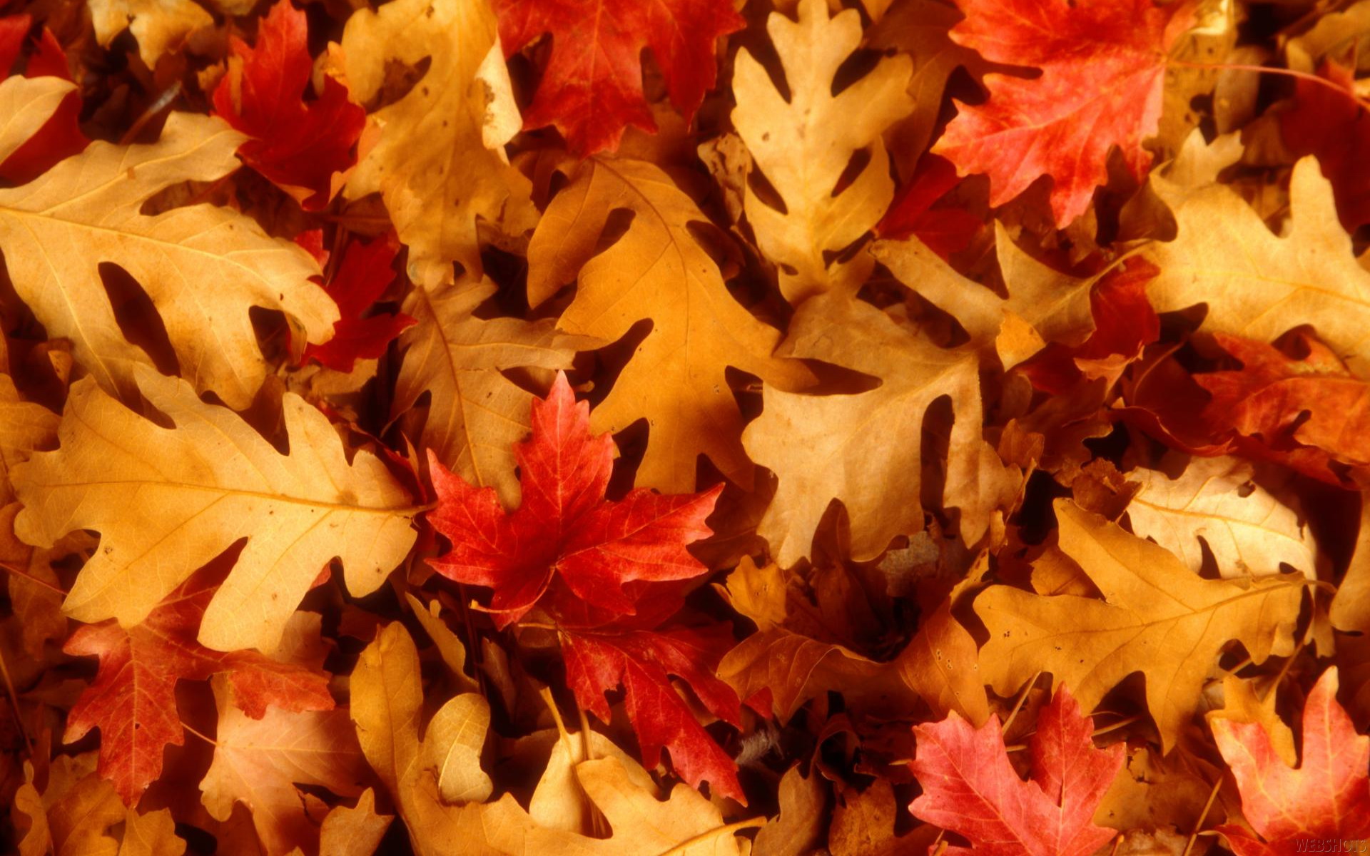 Fall Leaves Wallpapers Widescreen Pumpkin, Desktop - Free Fall Leaves Background - HD Wallpaper 