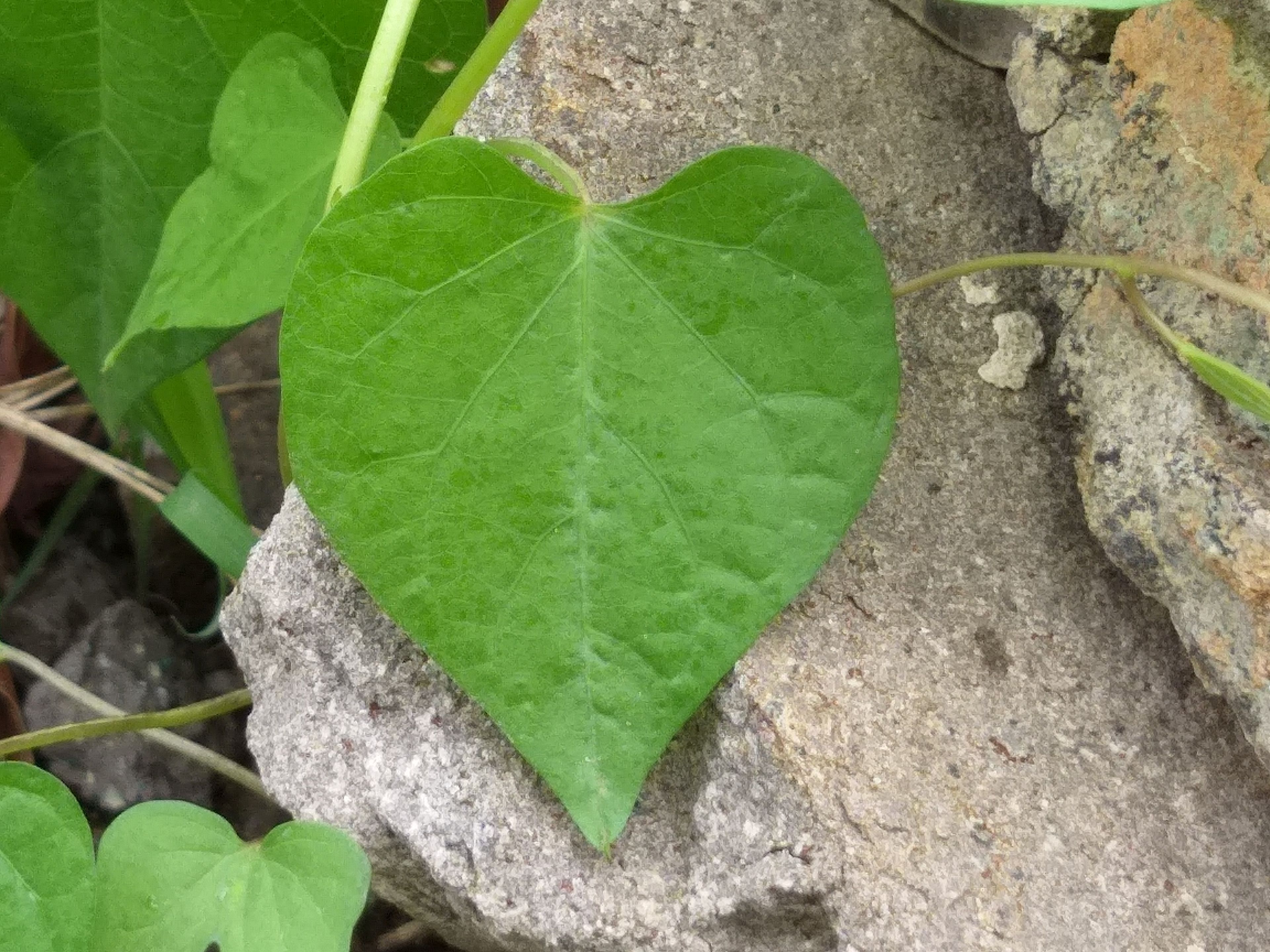 Heart - HD Wallpaper 