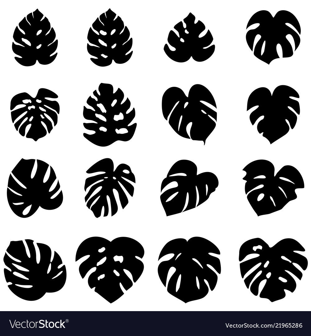 Monstera Leaf Silhouette - HD Wallpaper 