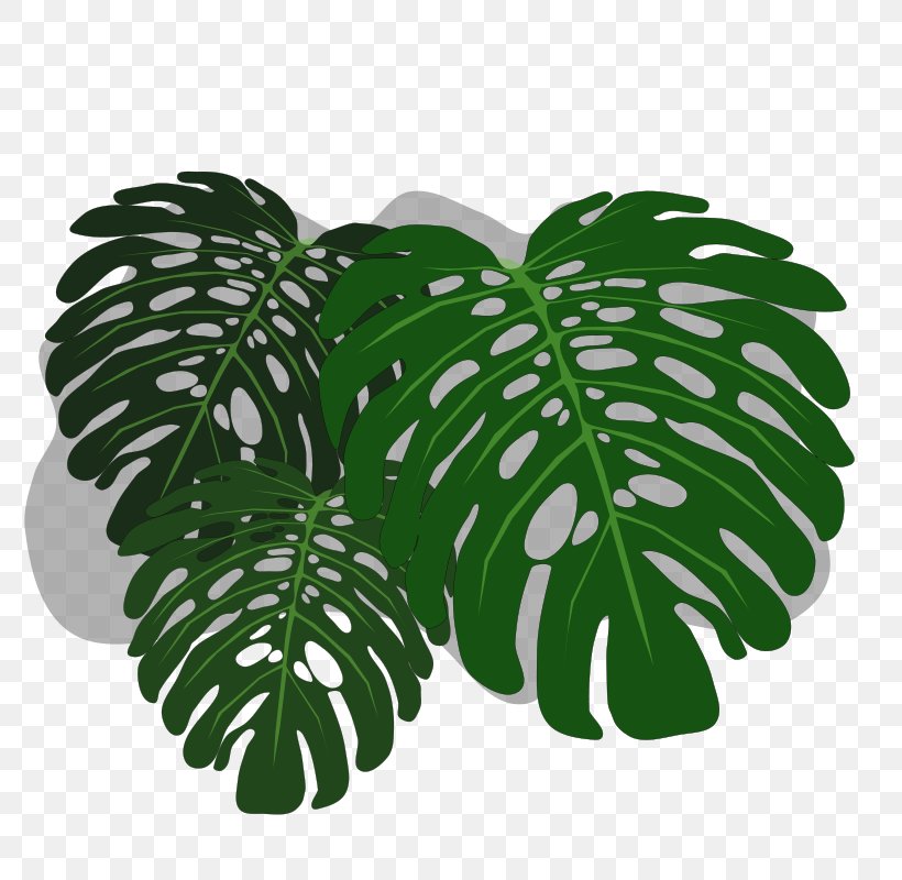 Philodendron Swiss Cheese Plant Desktop Wallpaper Clip - Philodendron Monstera Art - HD Wallpaper 