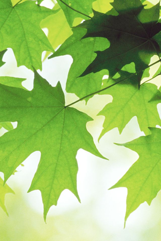 Summer Leaves - HD Wallpaper 