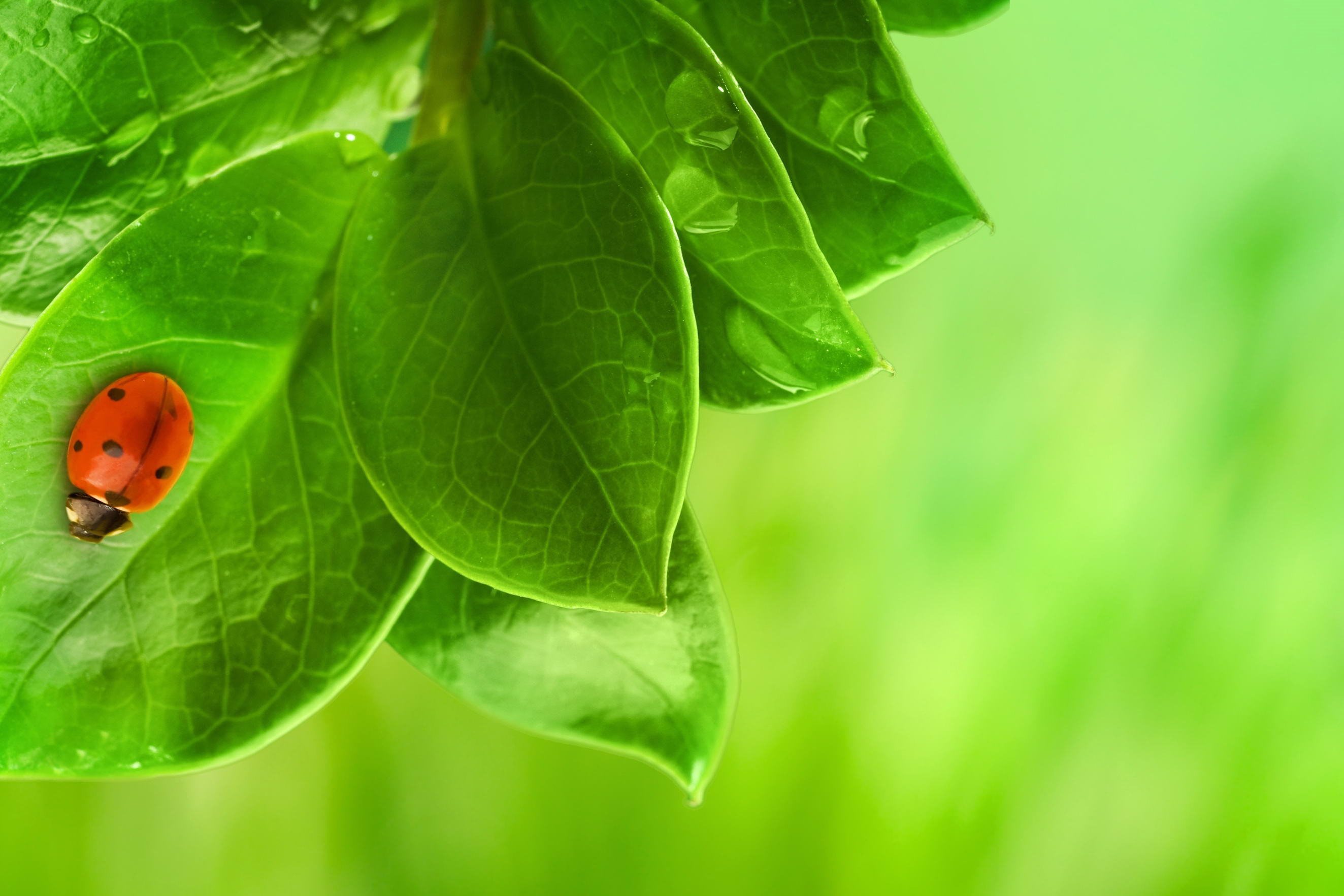 Анимация На Телефон Лето - HD Wallpaper 