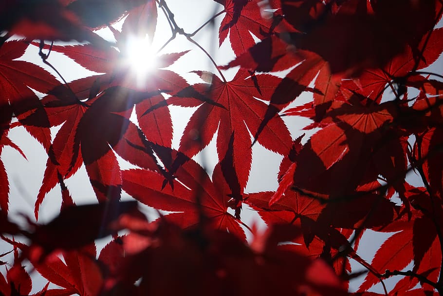 Red Maple Leafs With Sun Rays Coming Through, Plant, - Maple Leaf - HD Wallpaper 