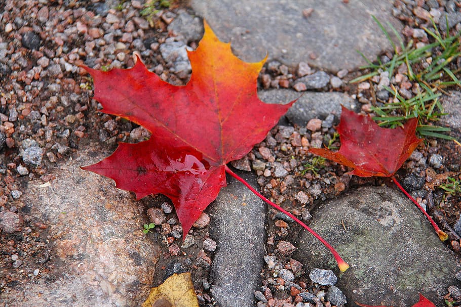 Maple, Leaves, Autumn, Leaf, Fall, Season, Red, Yellow, - Maple Leaf - HD Wallpaper 