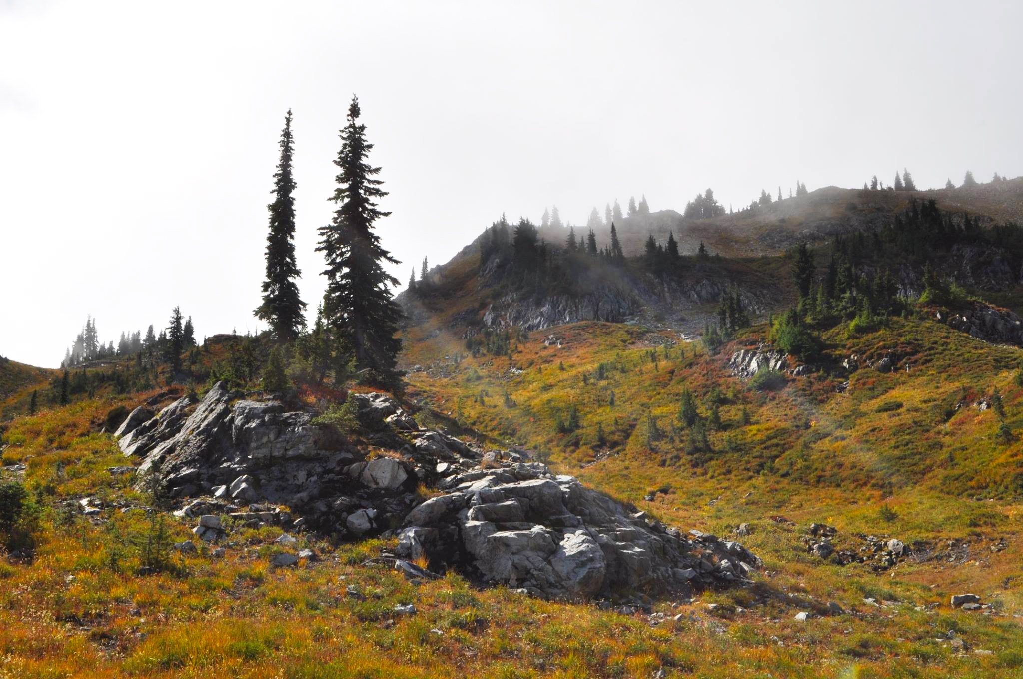 Naches Peak Loop Trail Wa Wallpaper - Shortleaf Black Spruce - HD Wallpaper 
