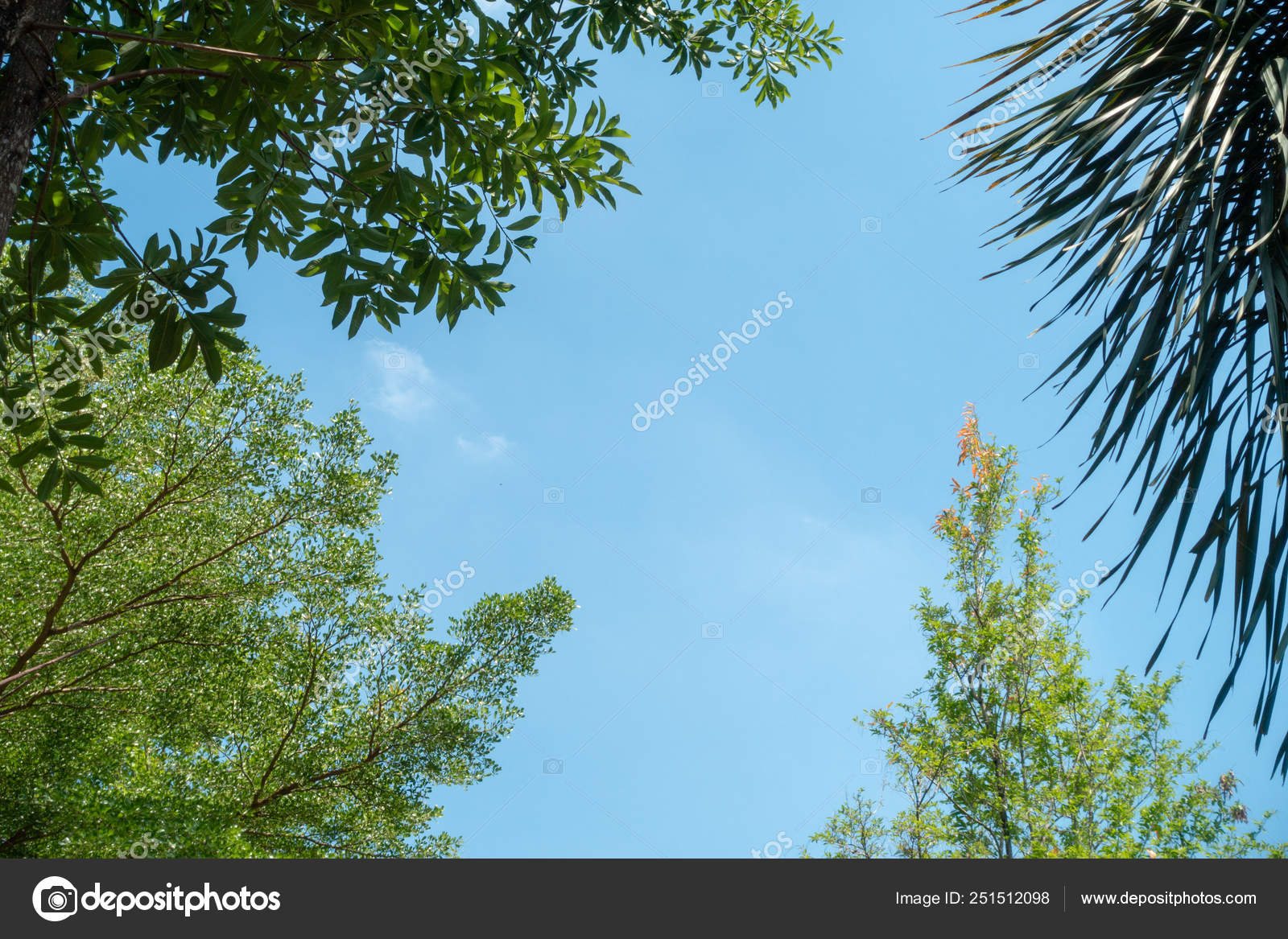 Georgia Pine - HD Wallpaper 