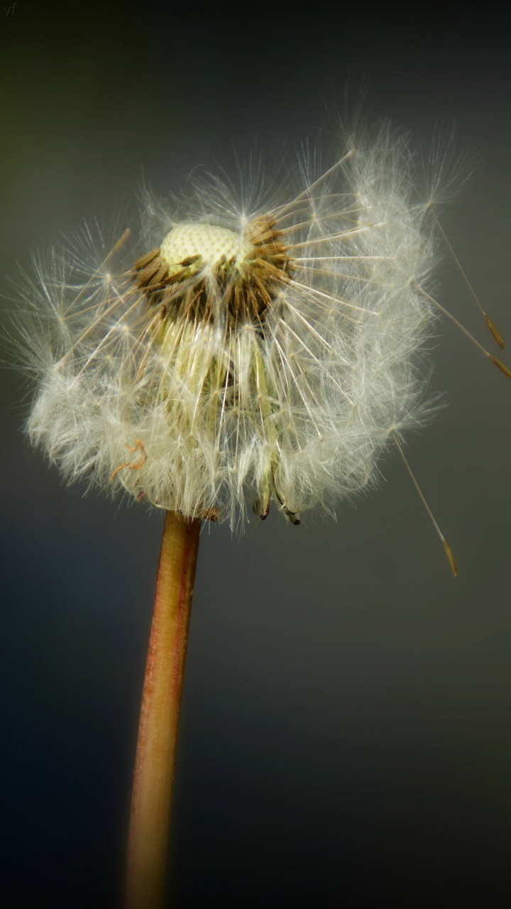 Dune Macro Wallpaper Note 10 Pro S11 Iphone 11 - Dandelion - HD Wallpaper 