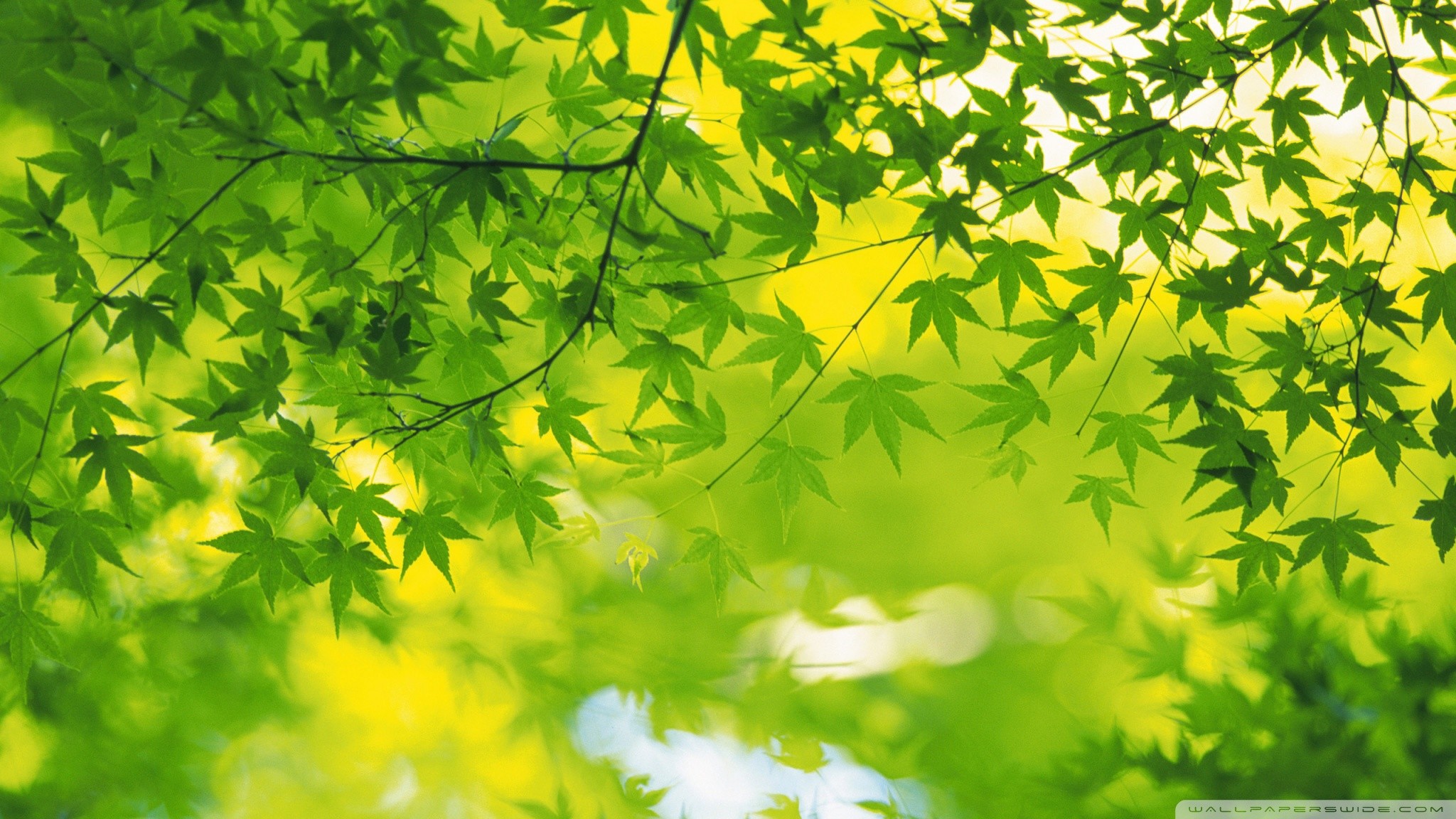 2048x1152, Hd - Green Leaves Wallpapers Hd - HD Wallpaper 