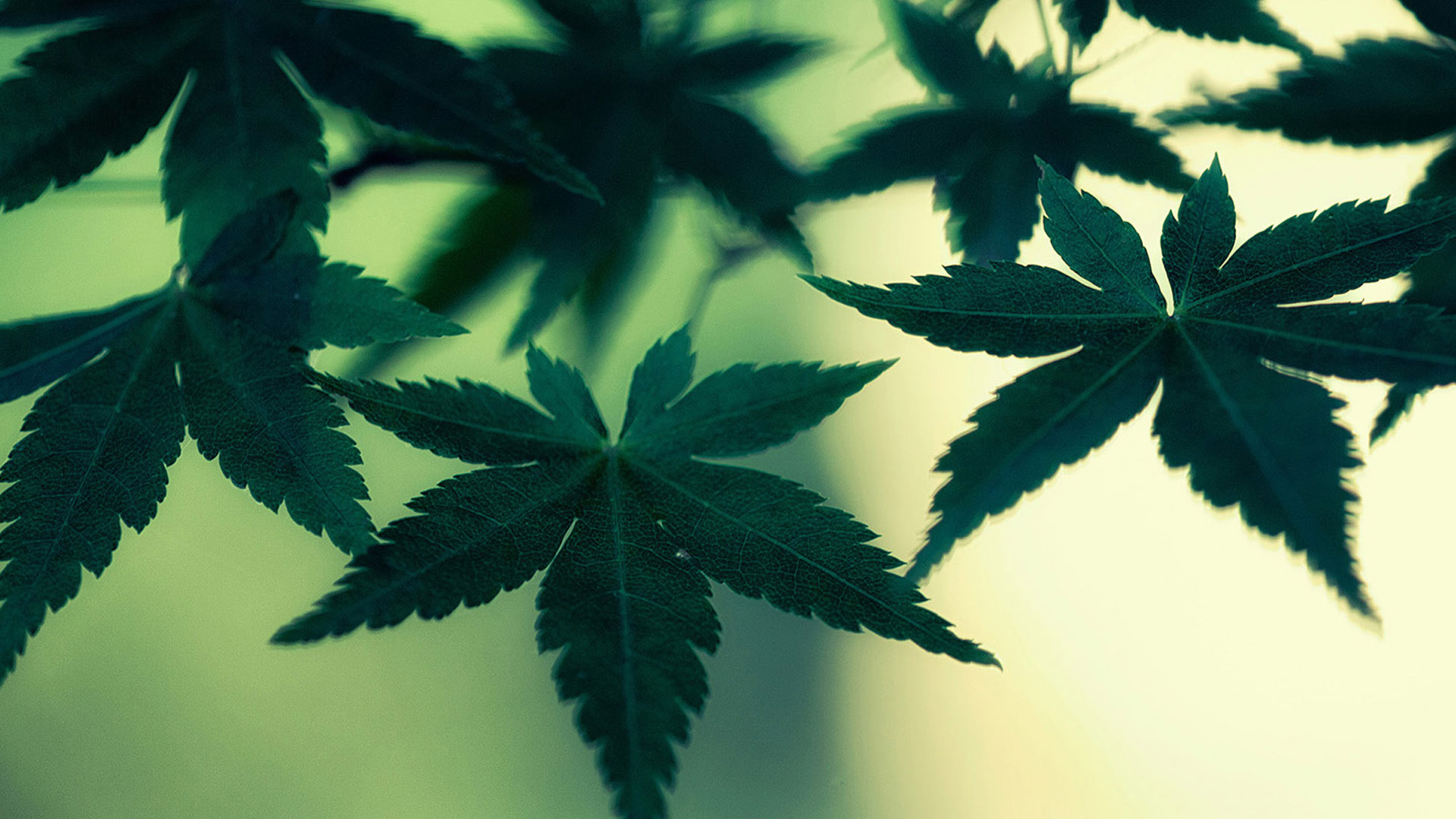 Weed Live Wallpapers Magnificent Weed Wallpaper - 420 Fondo De Pantalla - HD Wallpaper 
