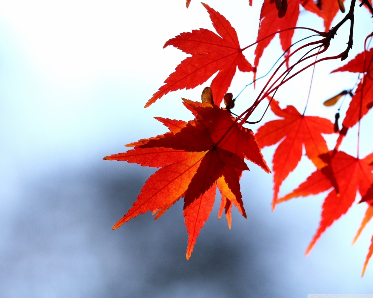 Pastor Clergy Appreciation Month - HD Wallpaper 