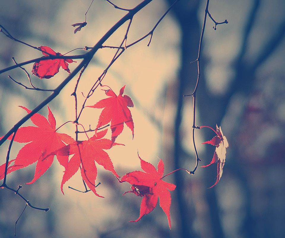 Black And White Photography Flowers - HD Wallpaper 