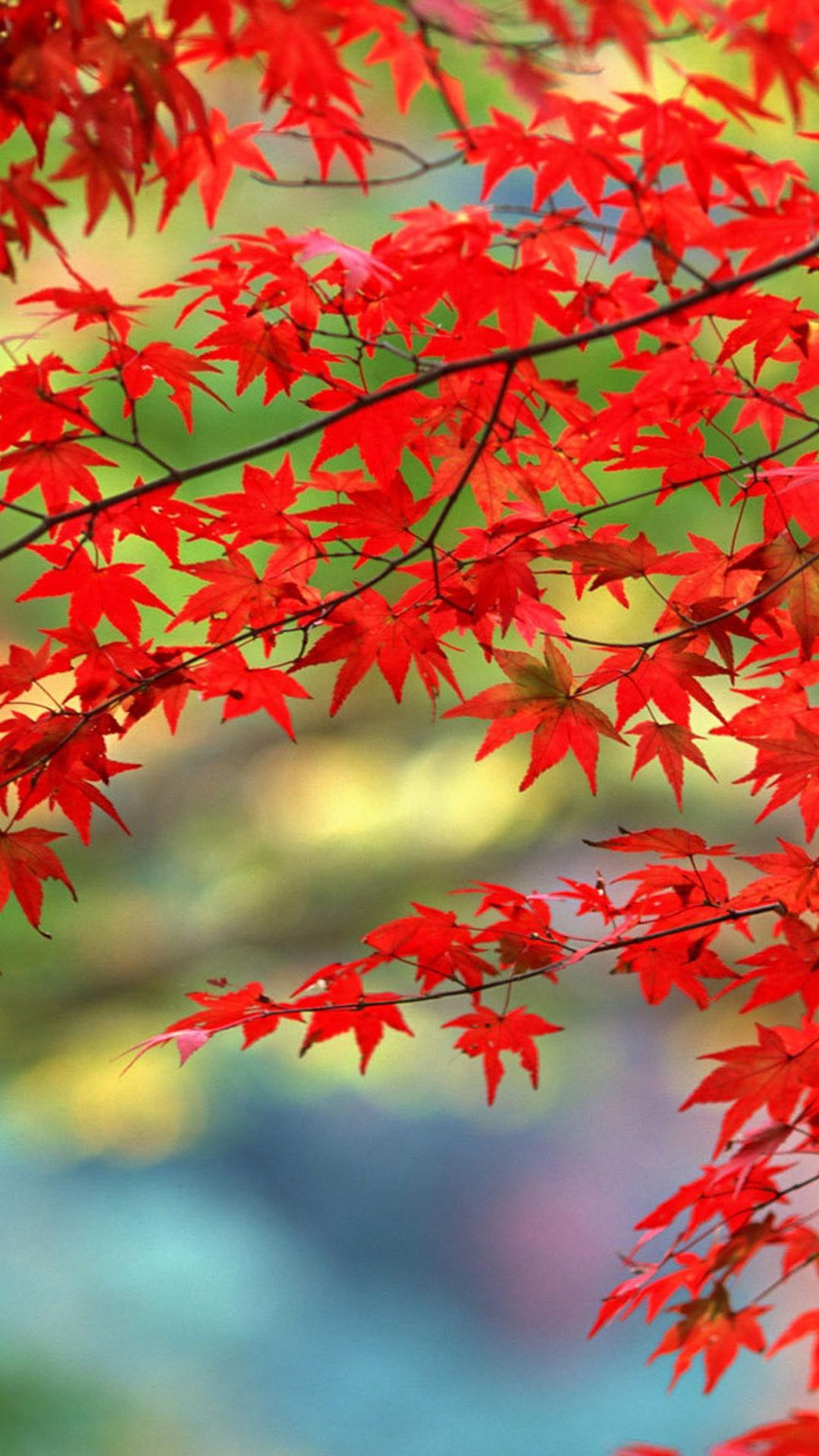 Maple Leaf Live Wallpaper - Mobile Wallpaper Hd Download - HD Wallpaper 