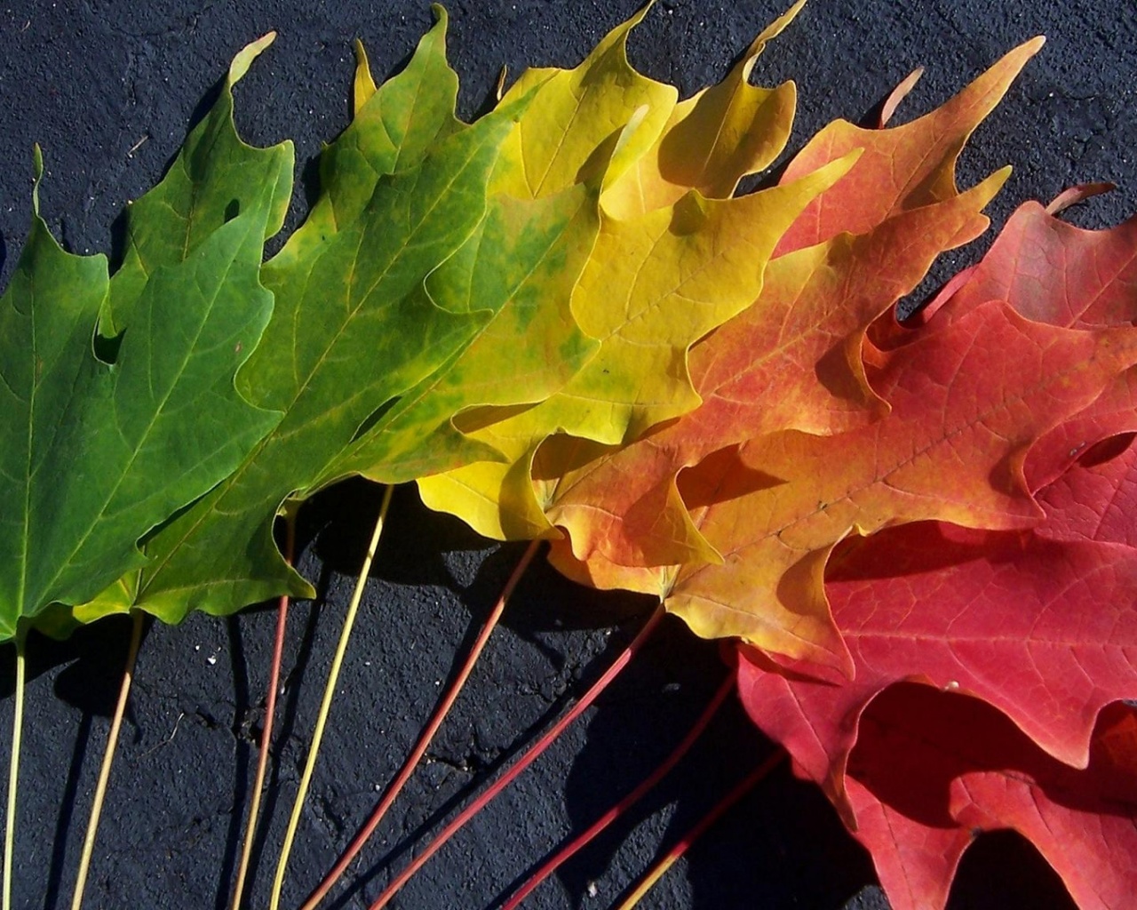 Leaves Spectrum - HD Wallpaper 