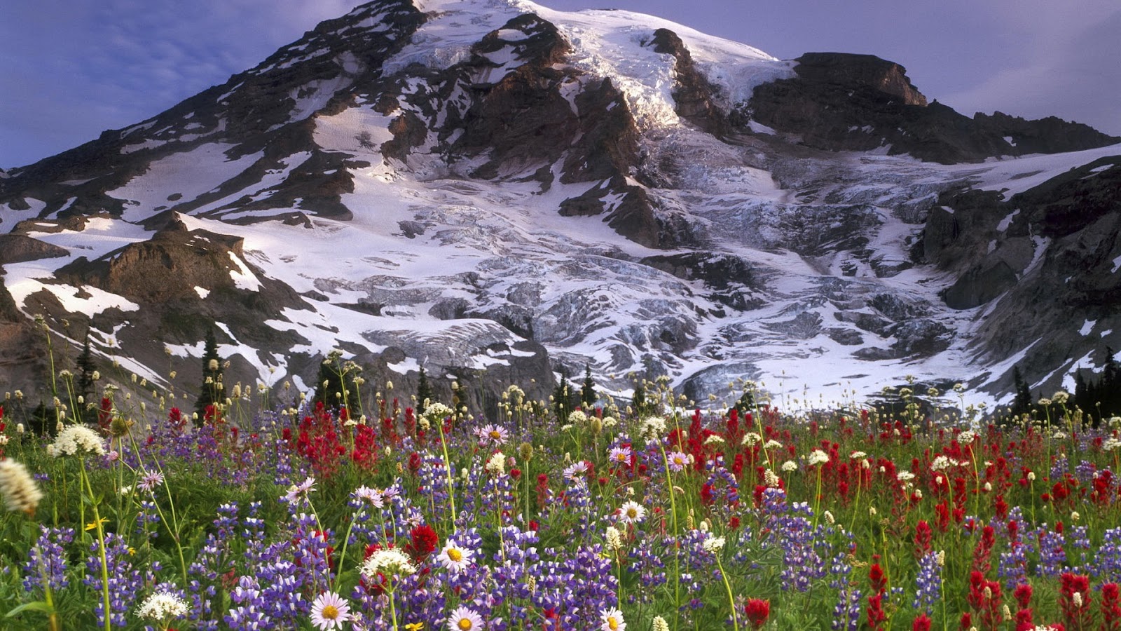 Flowers Ice Mountains Full Hd Nature Background Wallpaper - Laptop Wallpaper Hd Flowers - HD Wallpaper 