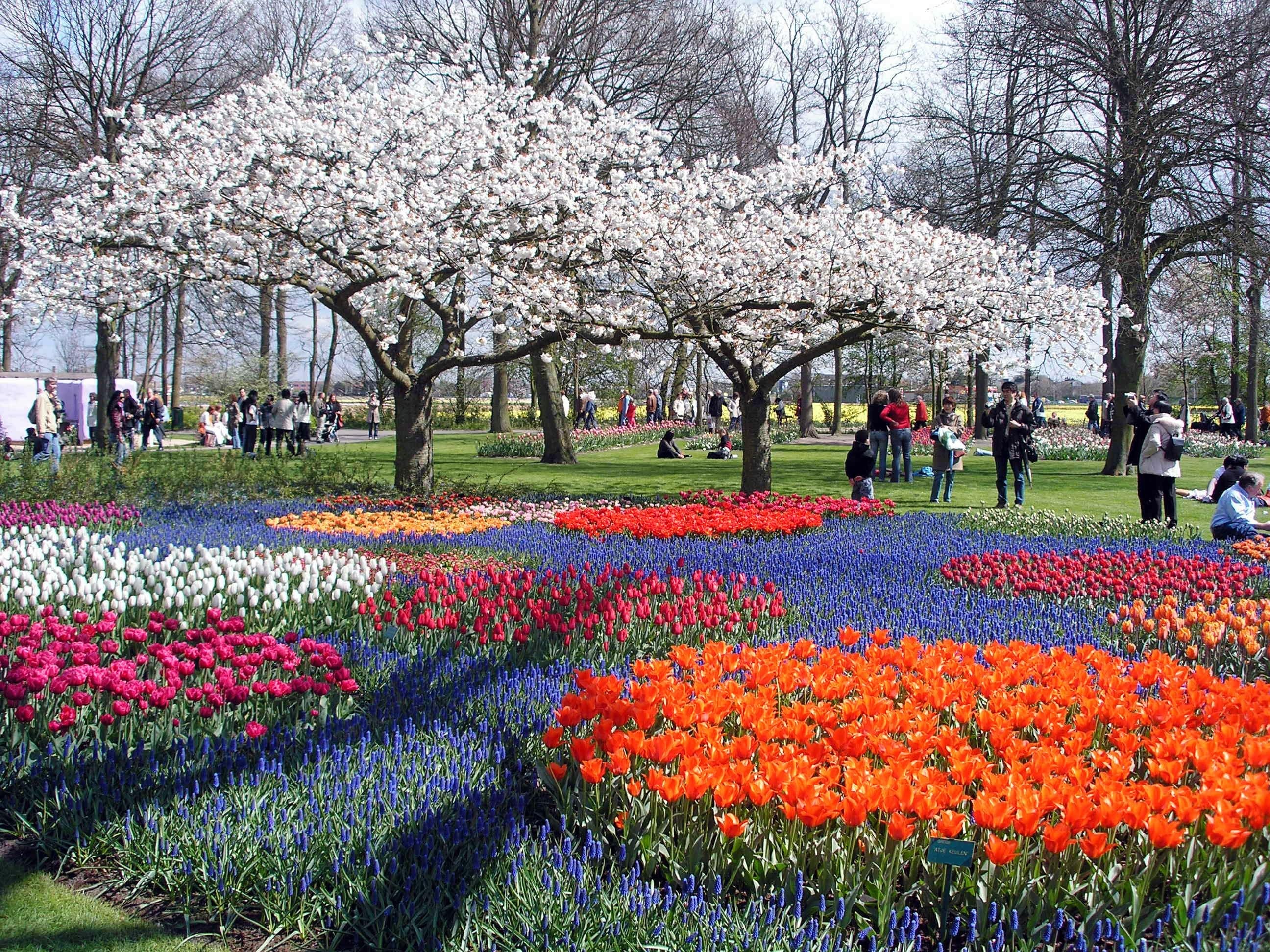 Beautiful Place And Flower - 2592x1944 Wallpaper - teahub.io