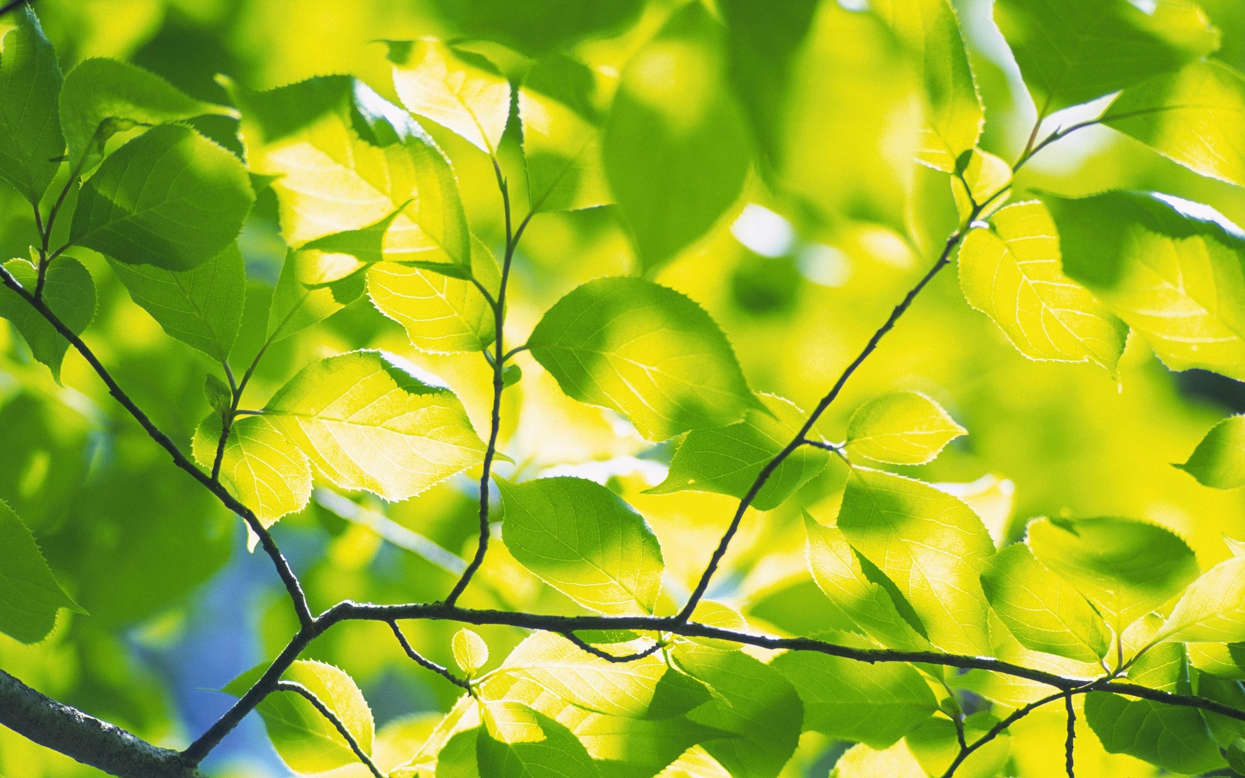 Beautiful Leavs On Tree Branches - Lime Green Color Nature - HD Wallpaper 