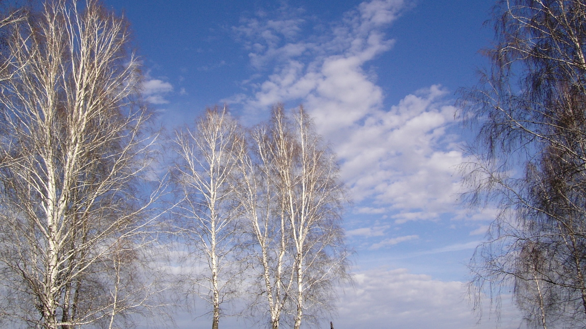 Wallpaper - HD Wallpaper 