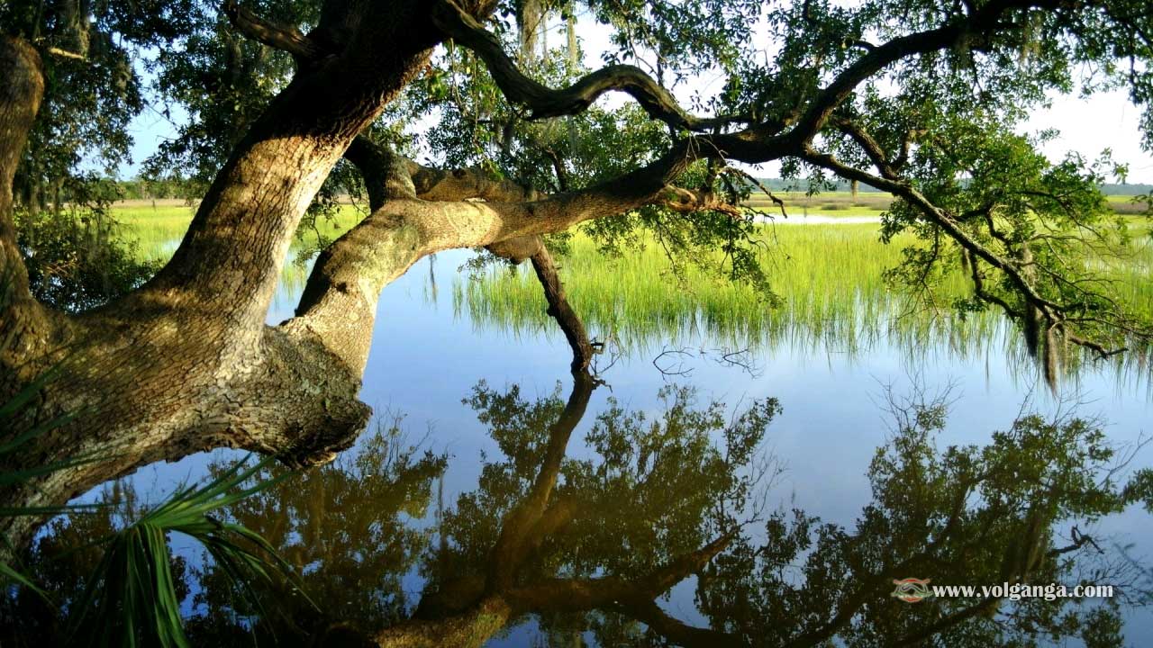 Beautiful Trees Wallpapers - Desktop Wallpapers Hd Lakes - HD Wallpaper 