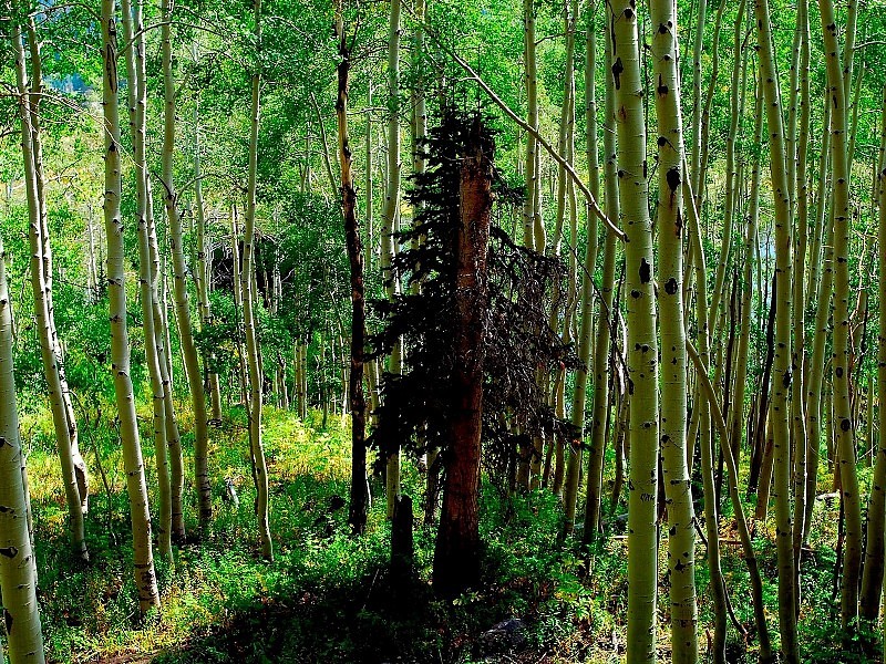 Beautiful Trees In Forest Pic Wallpaper - Wallpaper - HD Wallpaper 