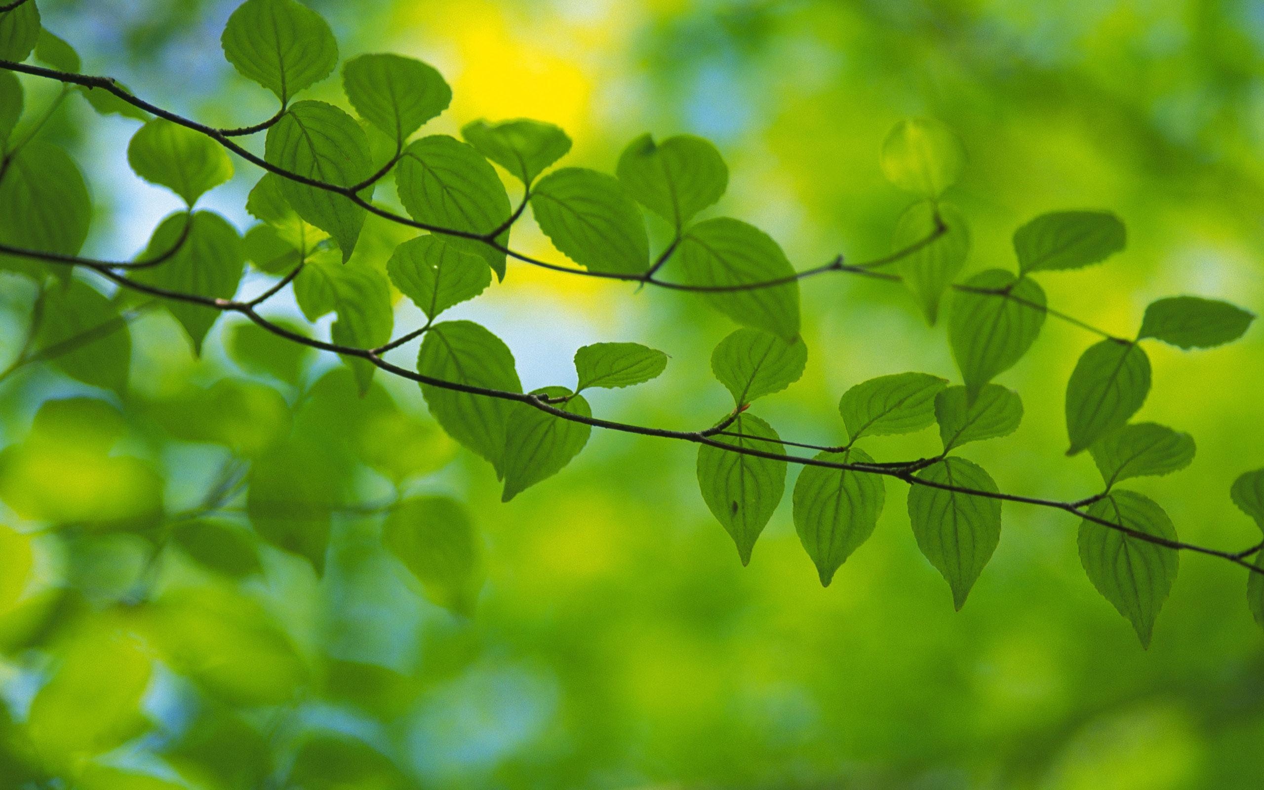 Beautiful Small Green Leavs Row Wallpaper - Beautiful Green Leaves - HD Wallpaper 