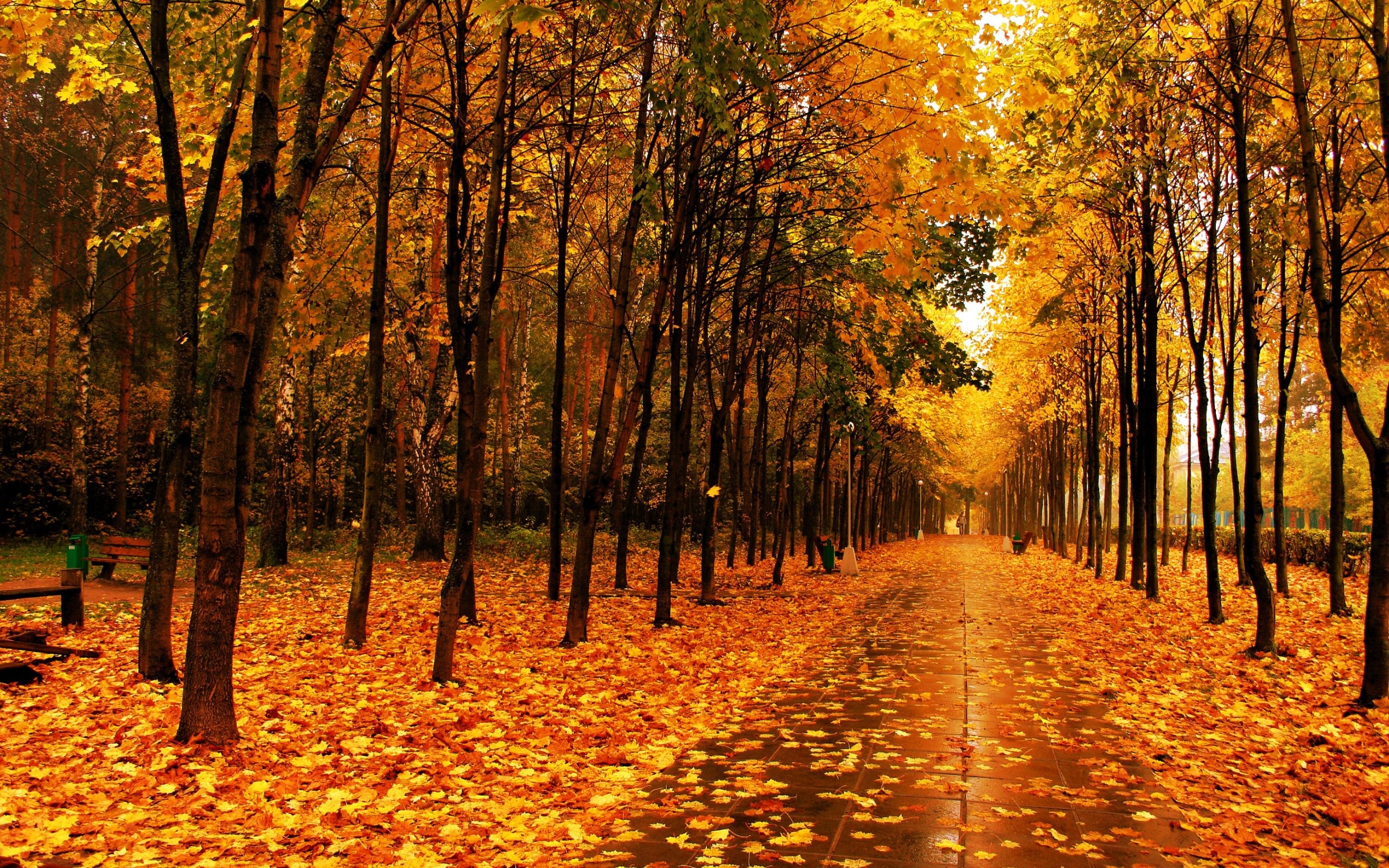 Park Autumn - HD Wallpaper 