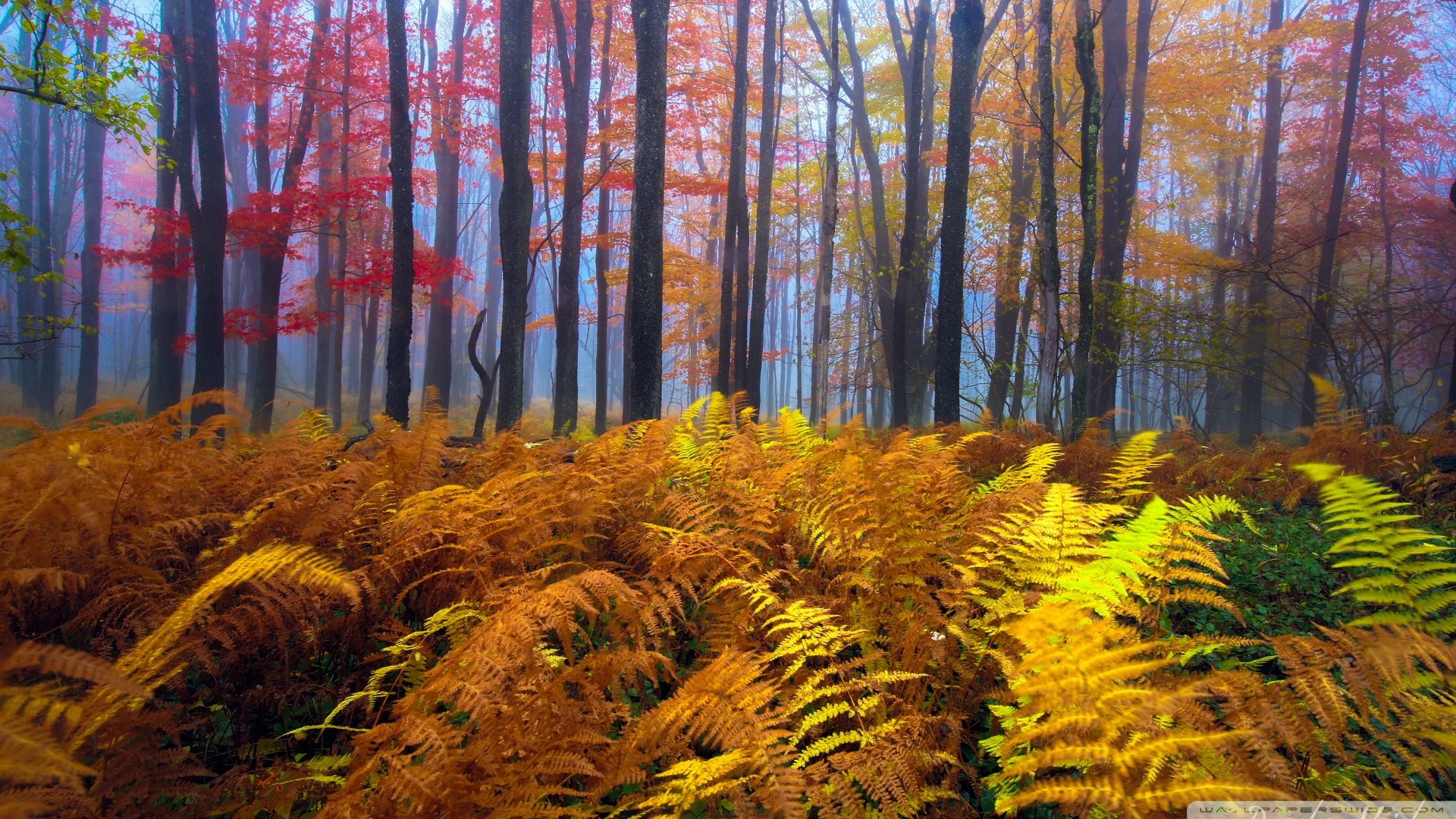 West Virginia Beautiful Place - HD Wallpaper 